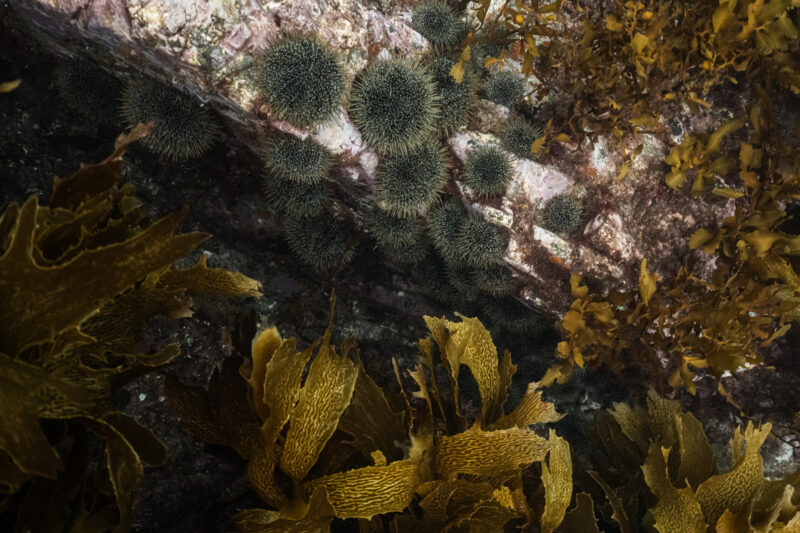 Maara Moana: The First Ocean Garden – Oceanographic Magazine