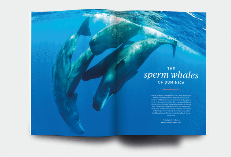 OM_website_ISSUE43_5