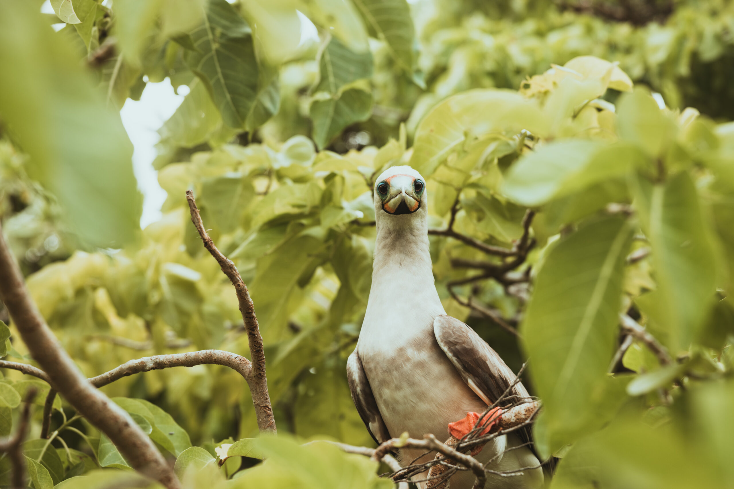 ‘Circular seabird economy’ critical for ocean, islands and people – Oceanographic Magazine