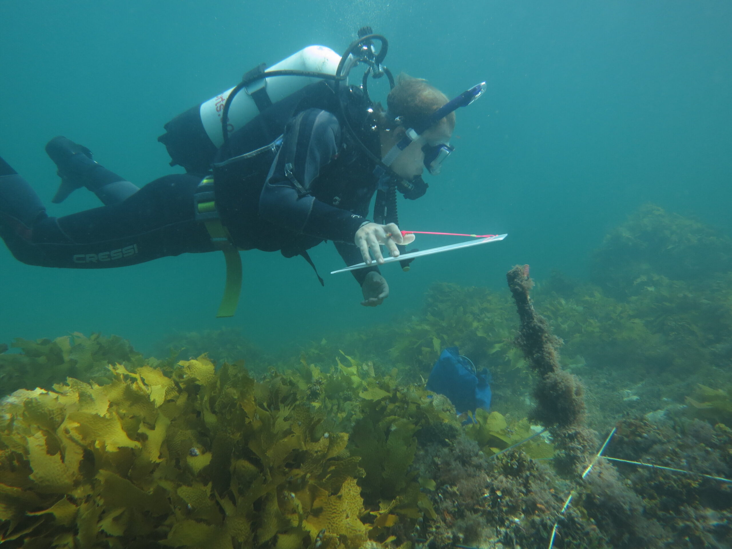 Kelp calculations: Urchin cull to boost southern Australian economy - Oceanographic