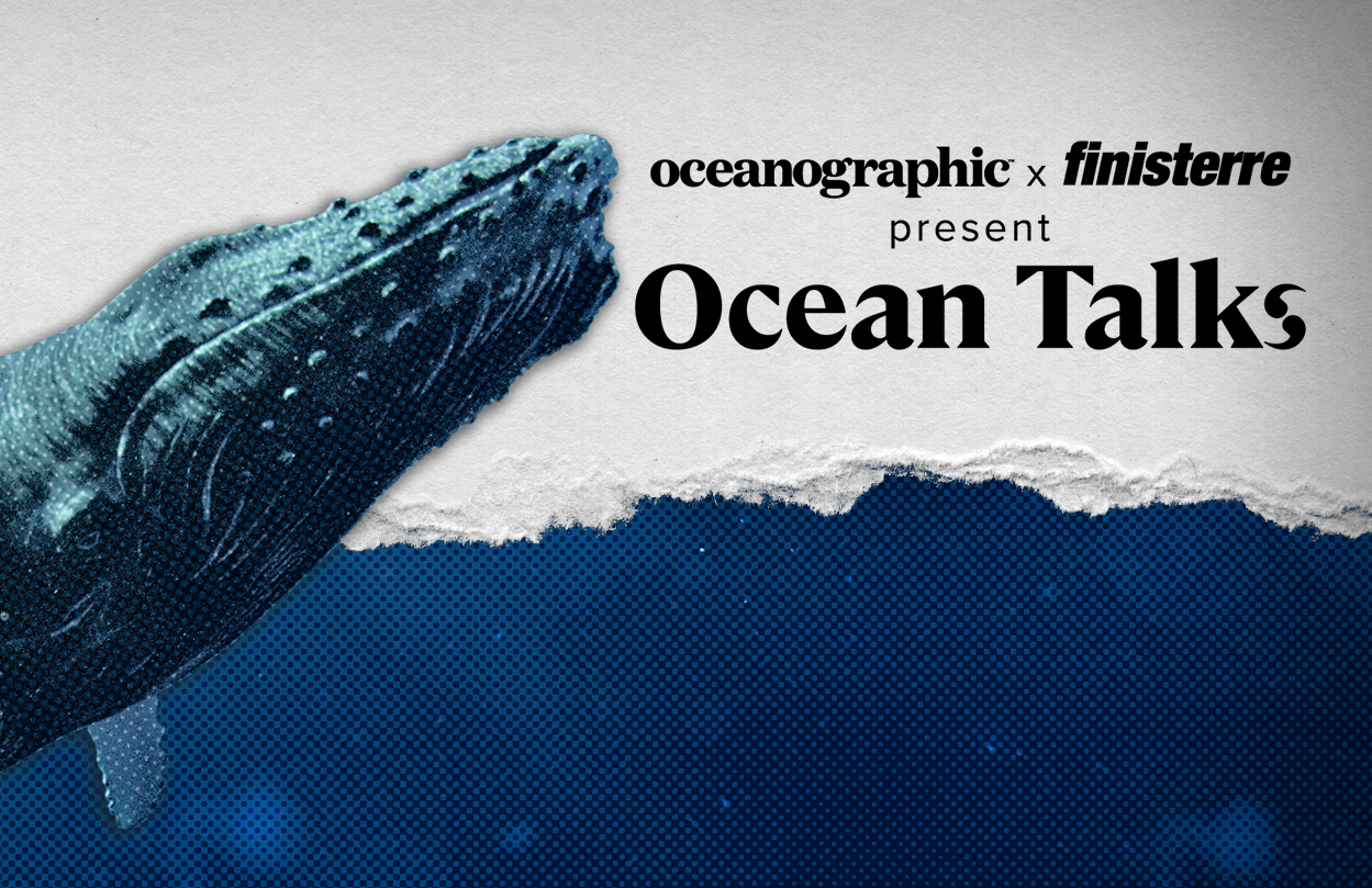 The humpbacks are back: A welcome return to UK waters, or a more tragic tale?