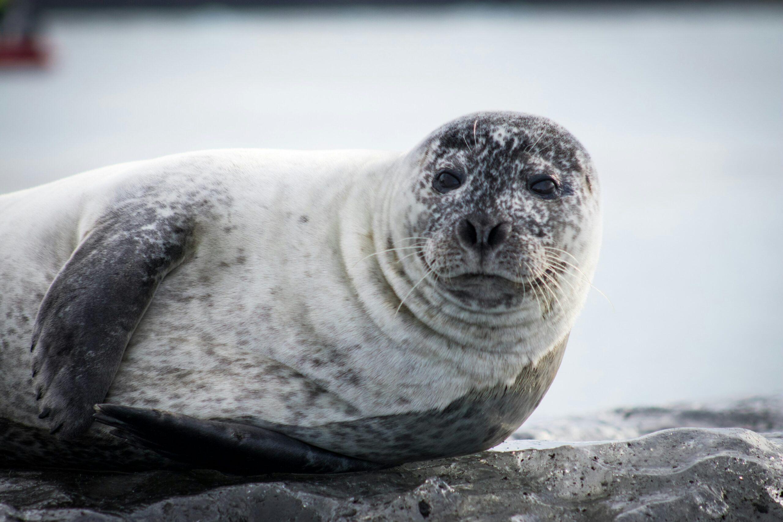 Baltic ringed seal numbers increase five fold since the “toxic ’70s”