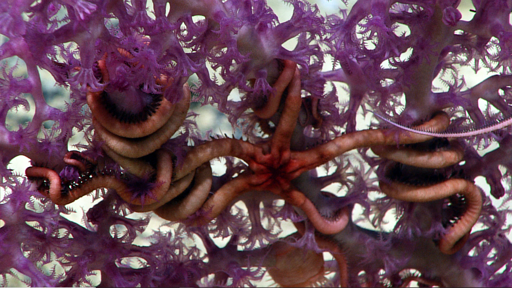 Deep-sea DNA study reveals marine life’s global connectivity