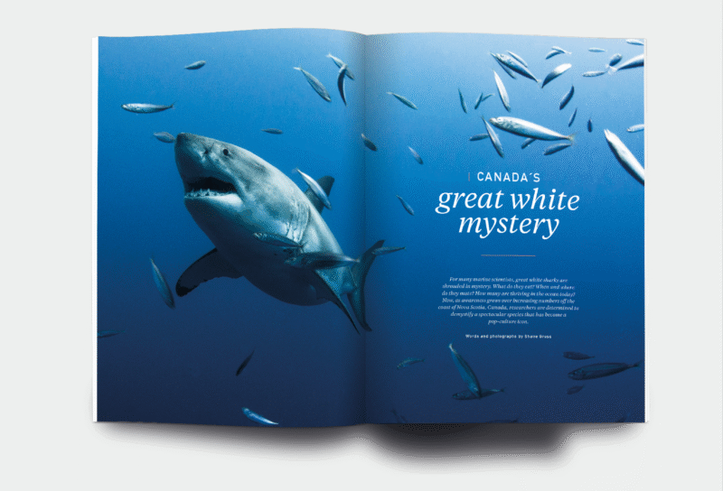 OM_website_ISSUE44_6