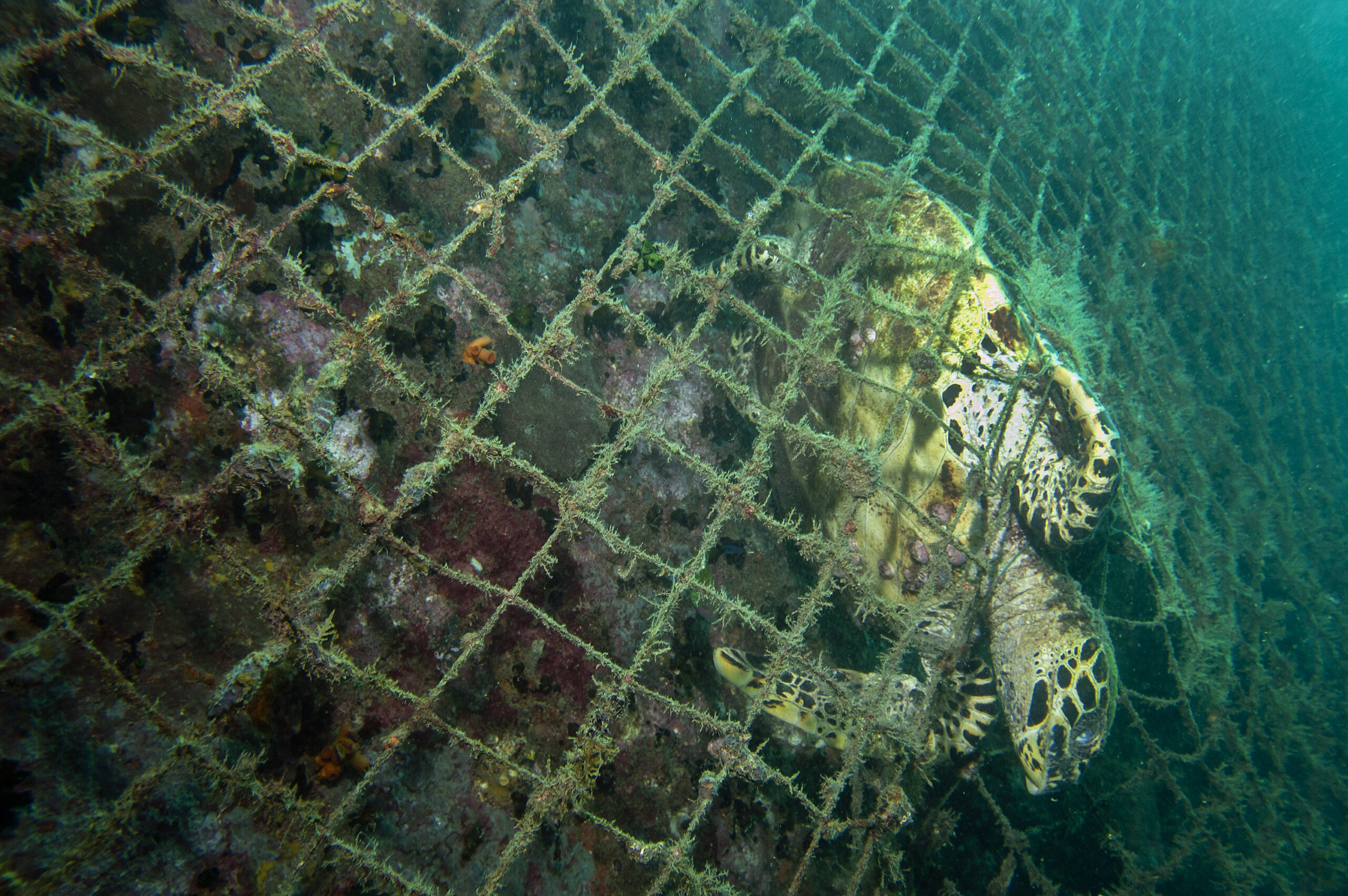 Global plastic pollution map pinpoints at-risk marine ecosystems