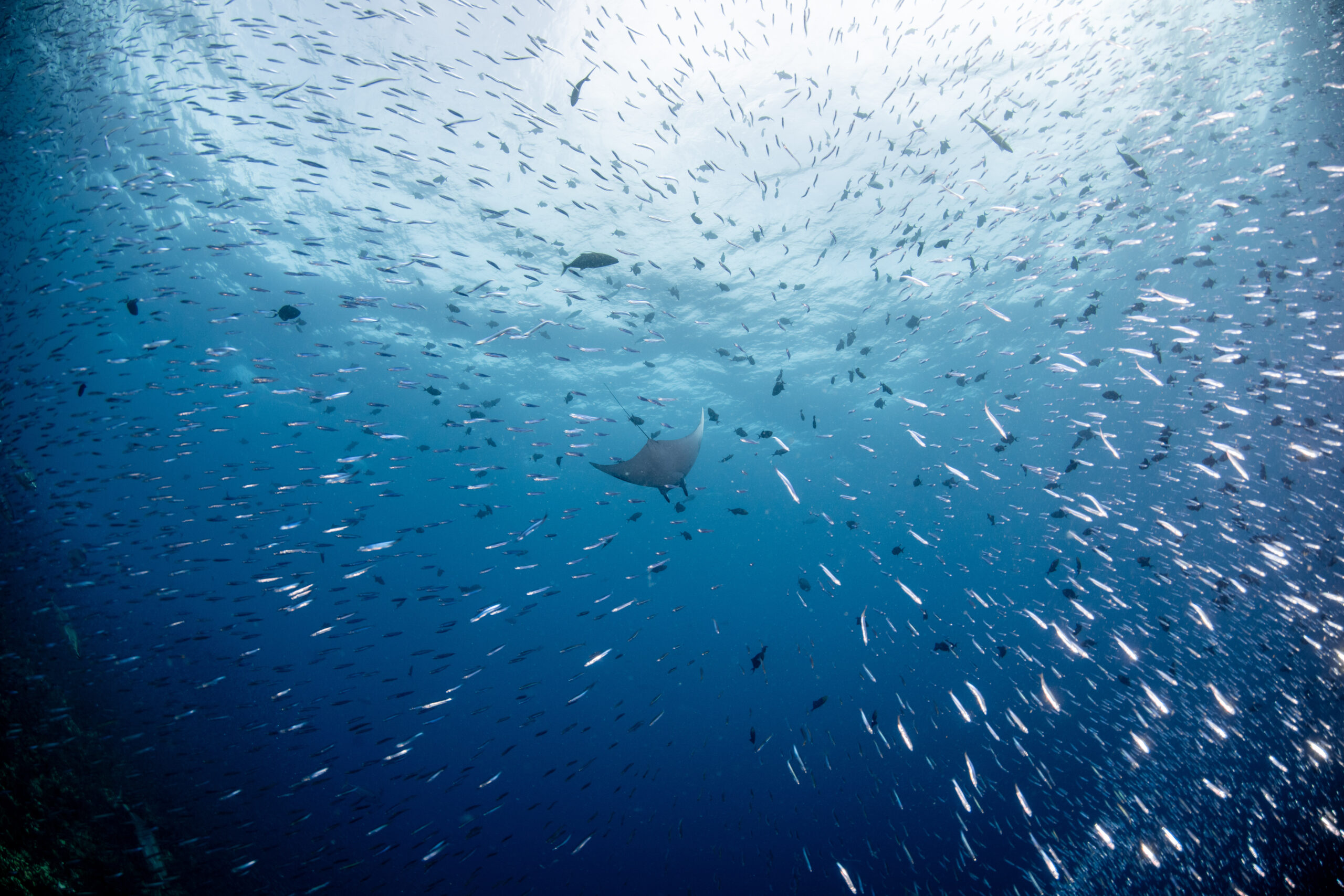 UK one step closer to ratifying High Seas Treaty