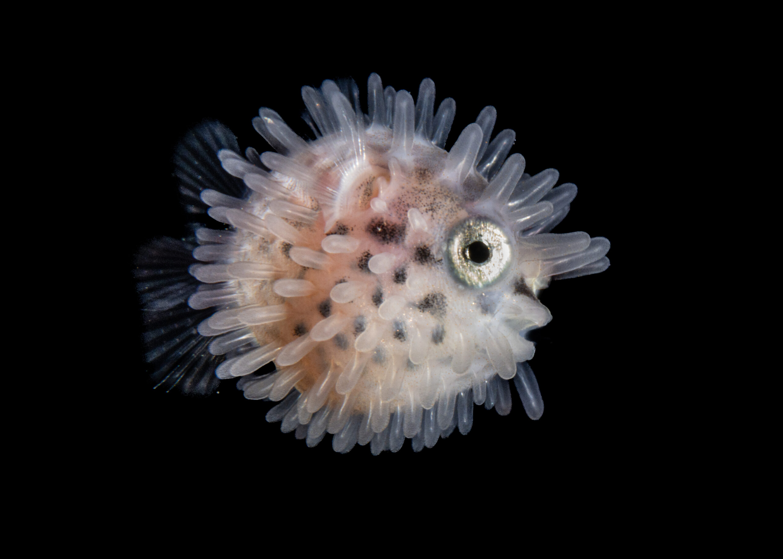 1_BabyPuffer_2020Jan