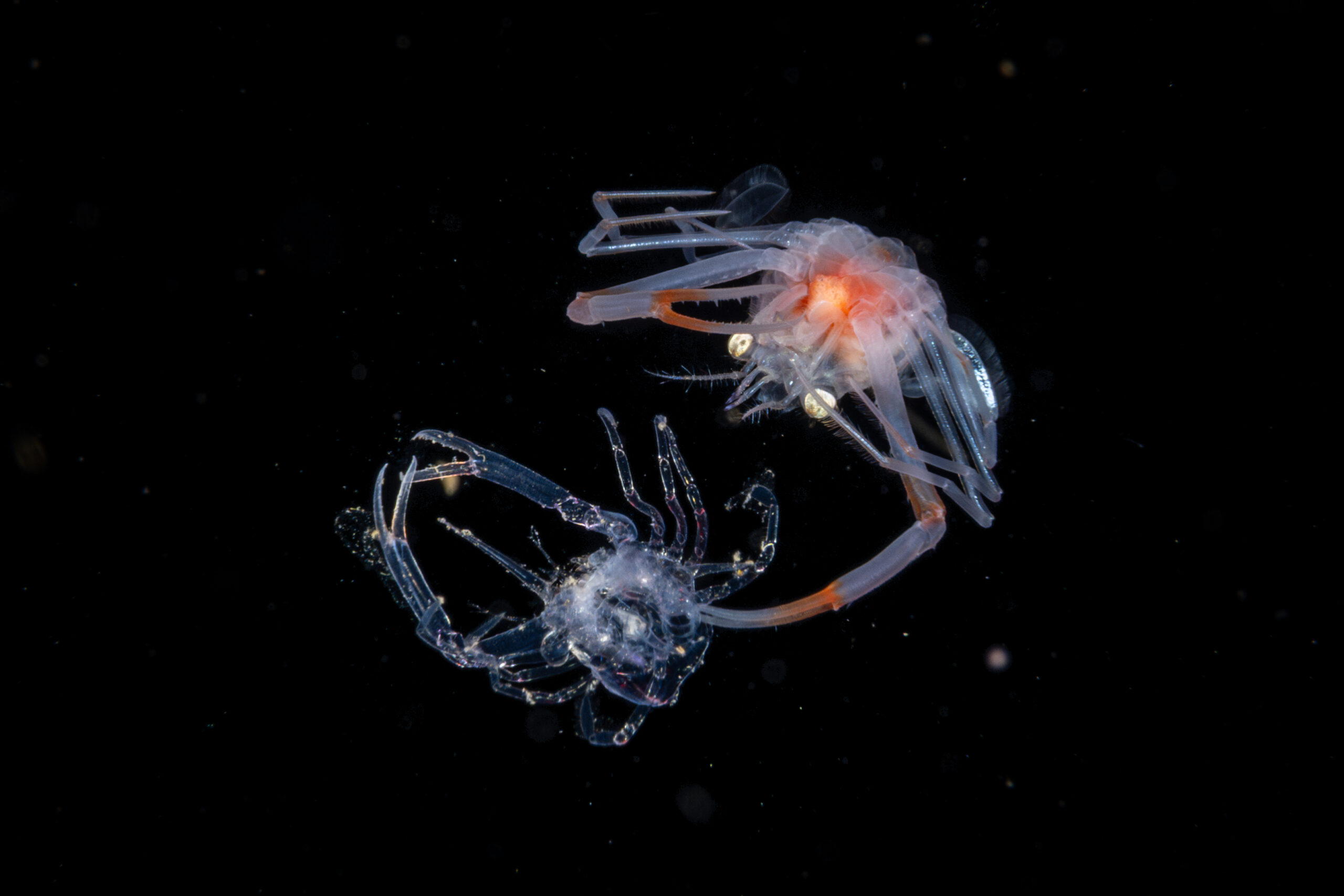 2_CrabMolting_2024Dec