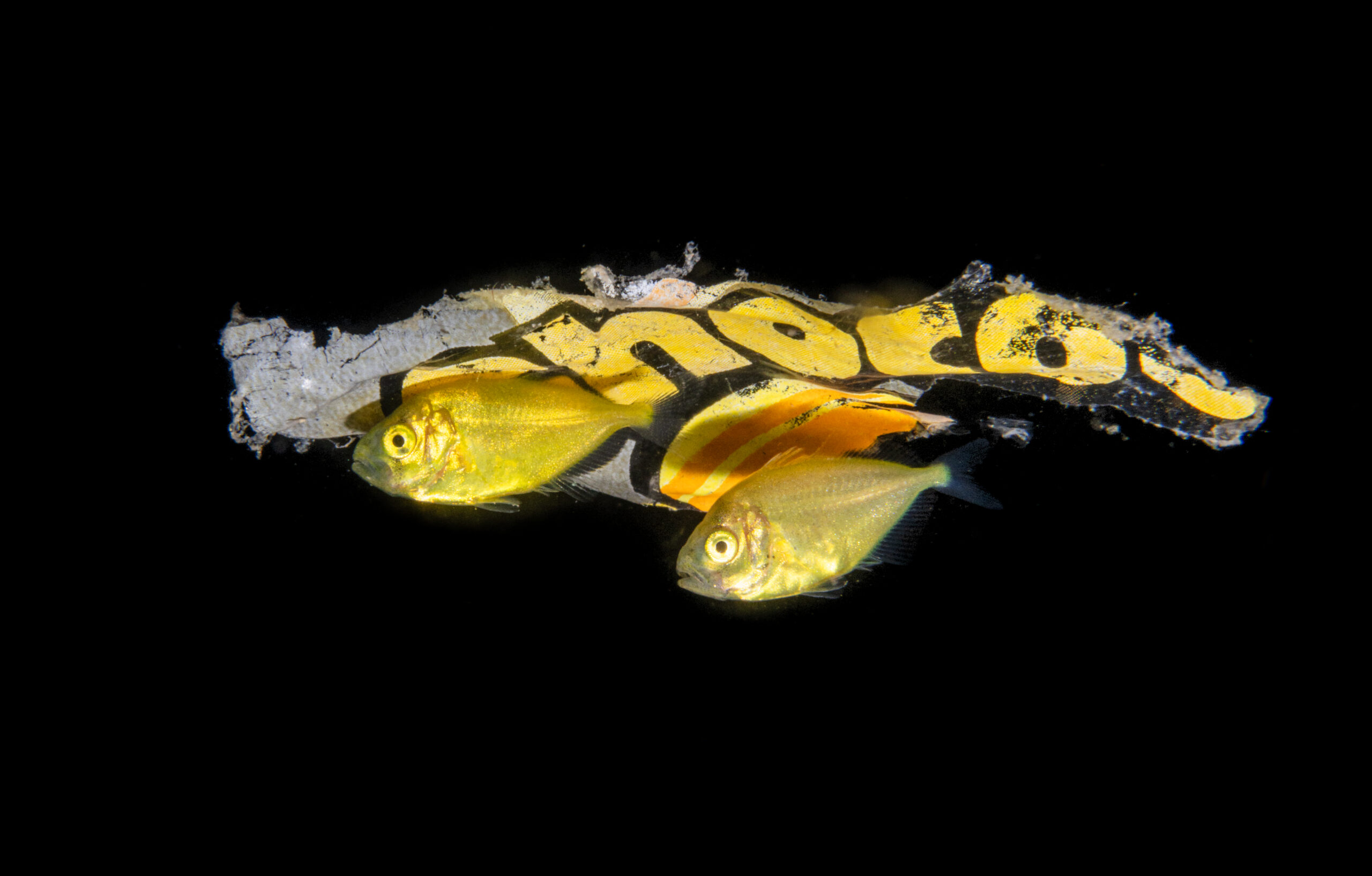 6_HidingUnderCandyWrap_2025Jun