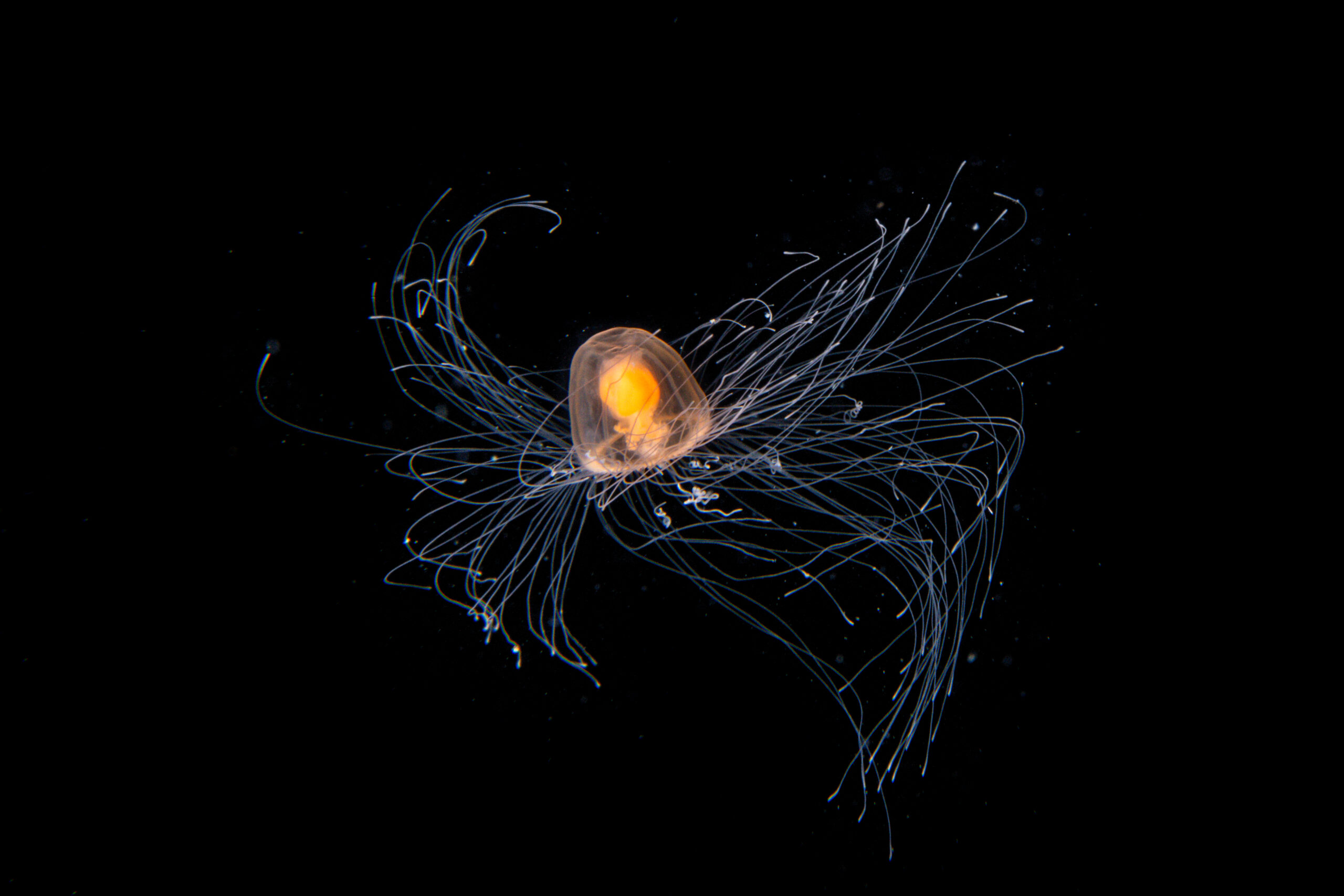 7_ImmortalJellyfish_2019Oct