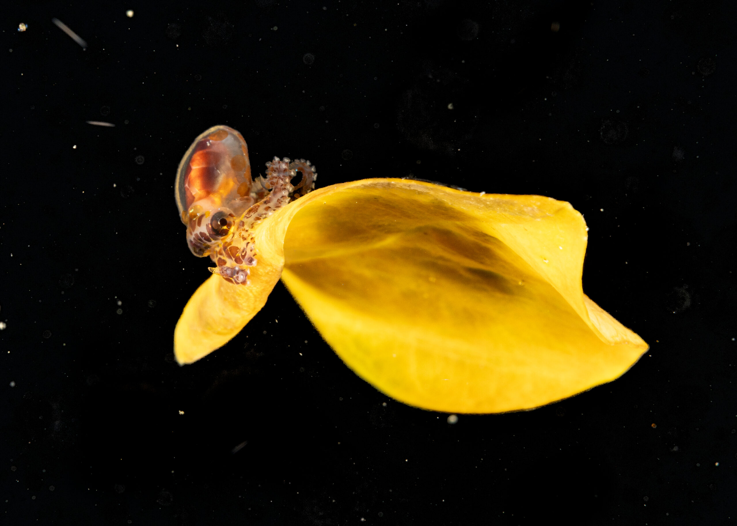 9_SailingOnALeaf_2025Jun