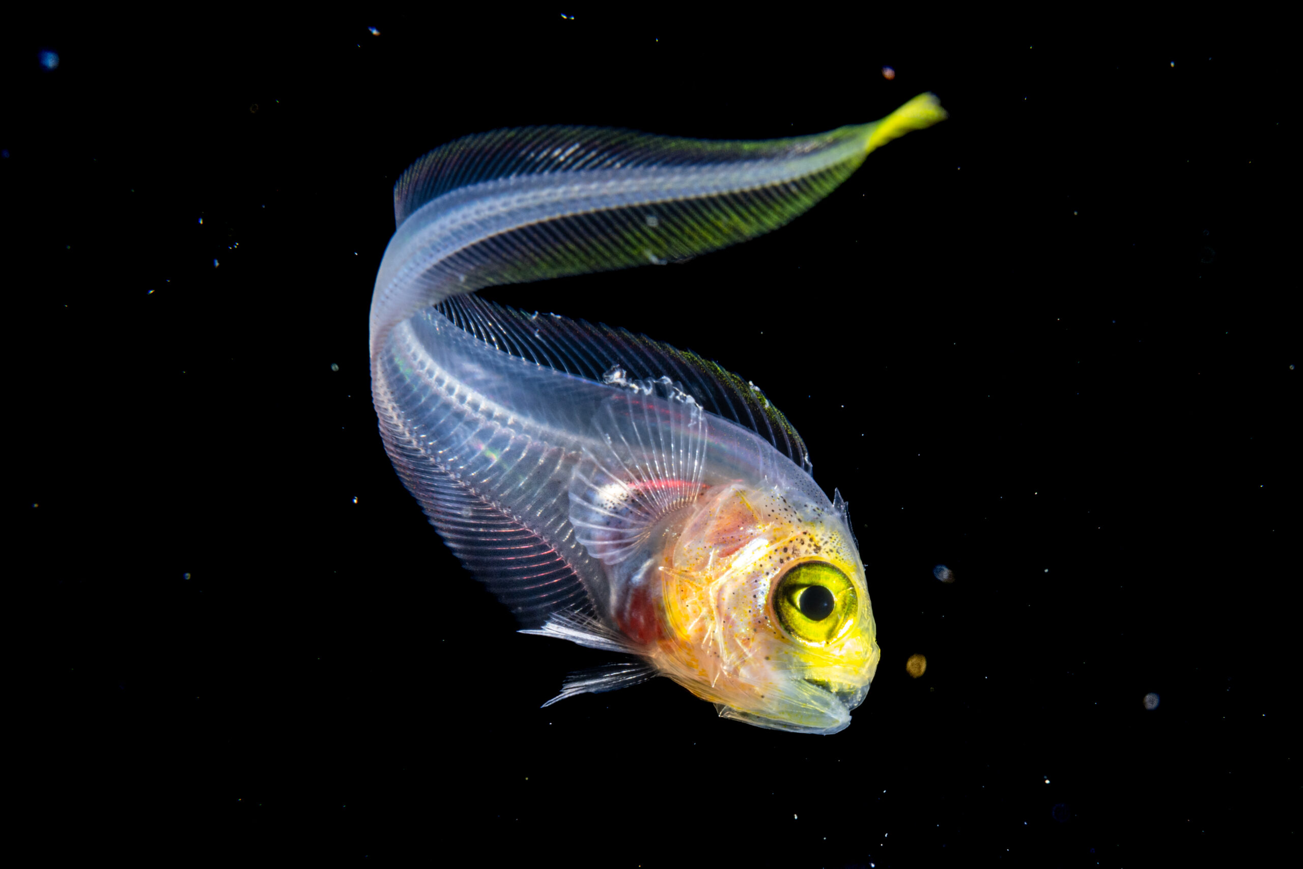 10_TailStrike_2019Dec