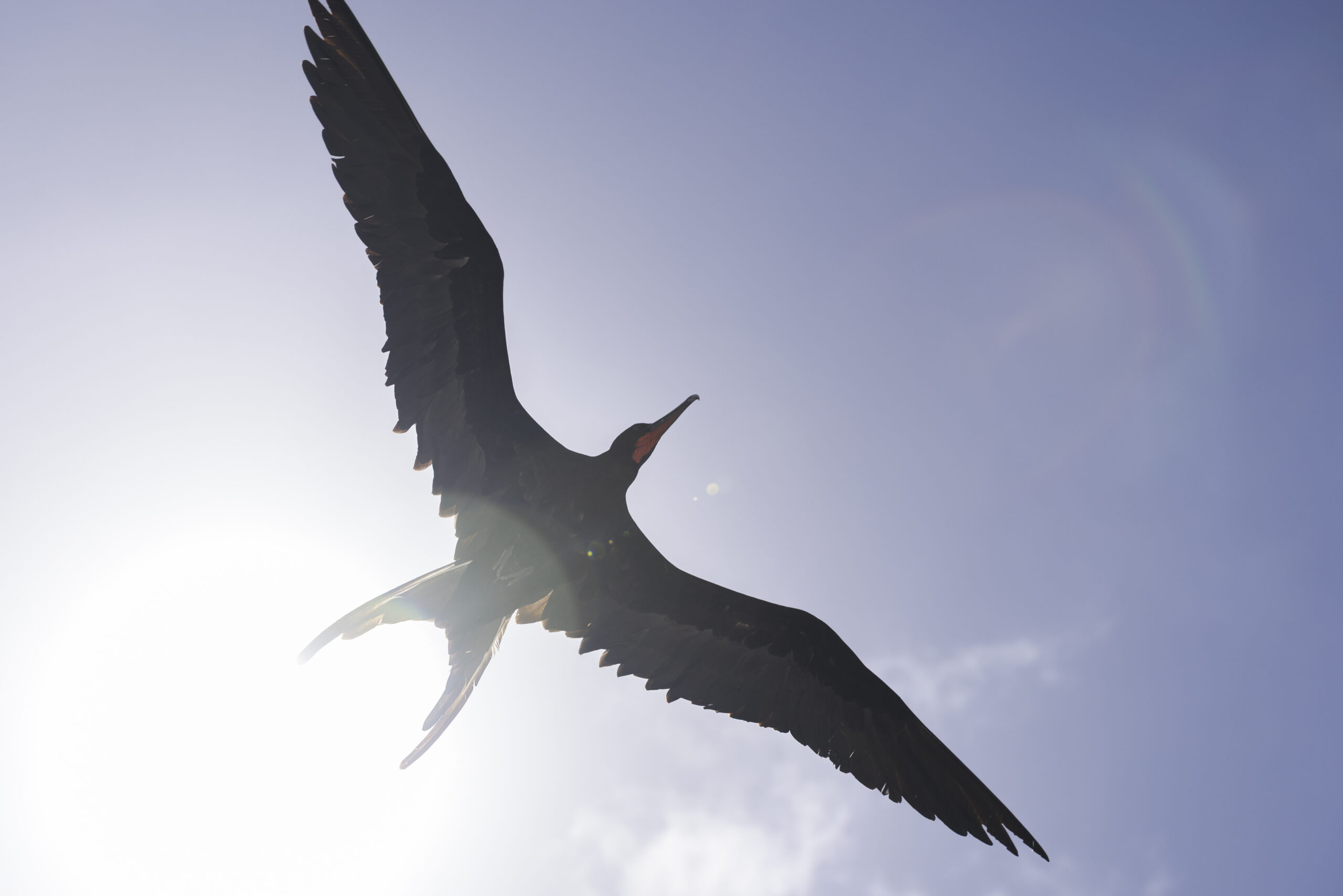 Seabird populations soar after Marshall Islands restoration success