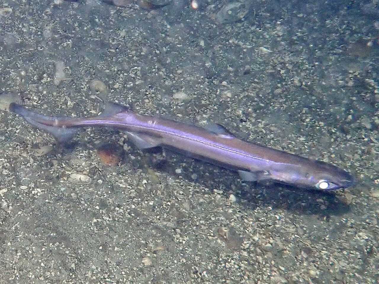 New species of deep-sea shark and crab found out off Australia – Oceanographic