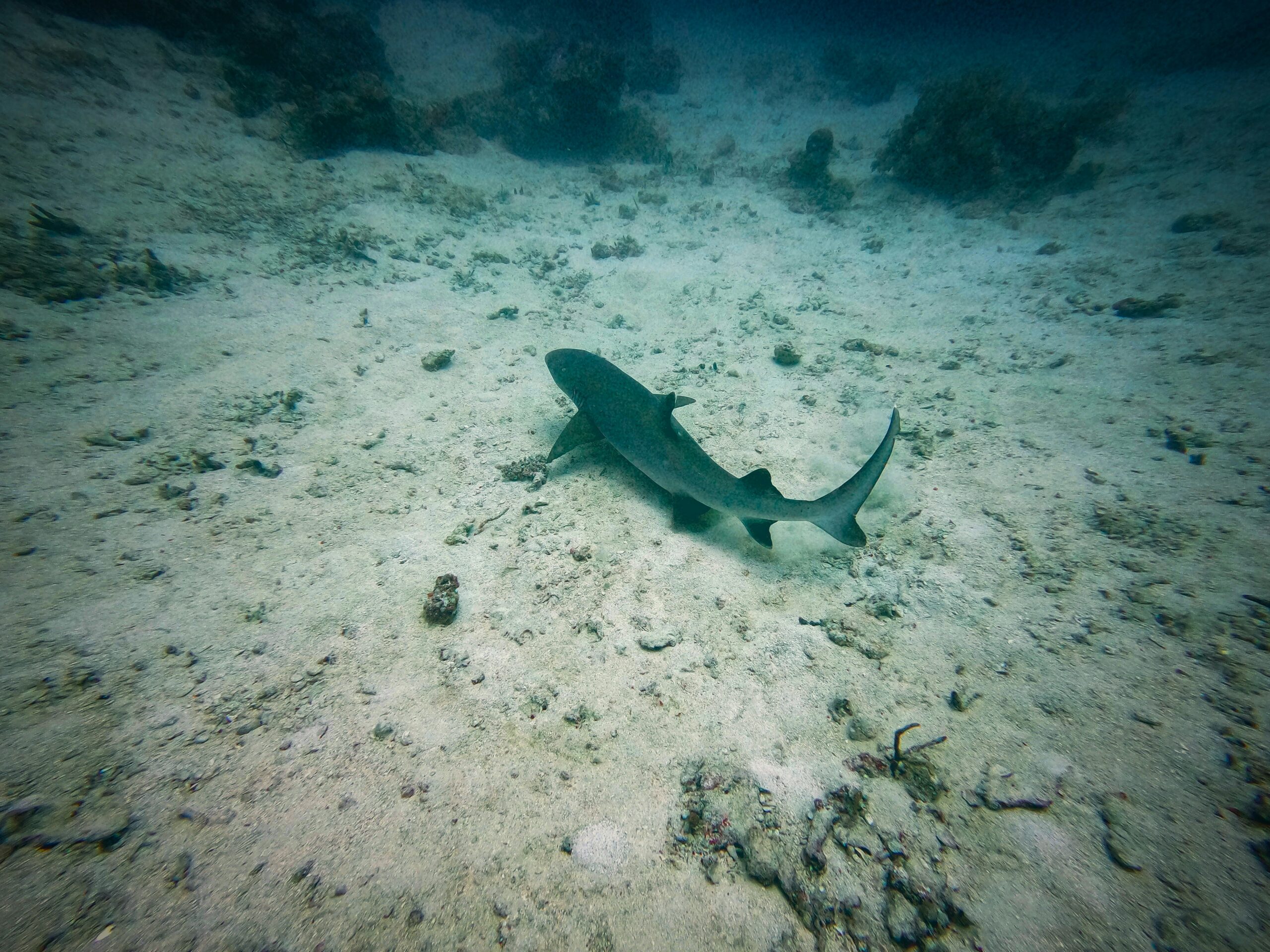 Maldives’ gulper shark fishery plan faces “overwhelming backlash”