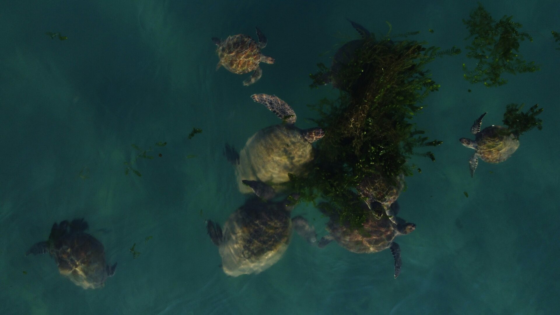 Green Sea Turtle Saved From Extinction In Major Conservation Victory Green Sea Turtle Saved From Extinction In Major Conservation Victory