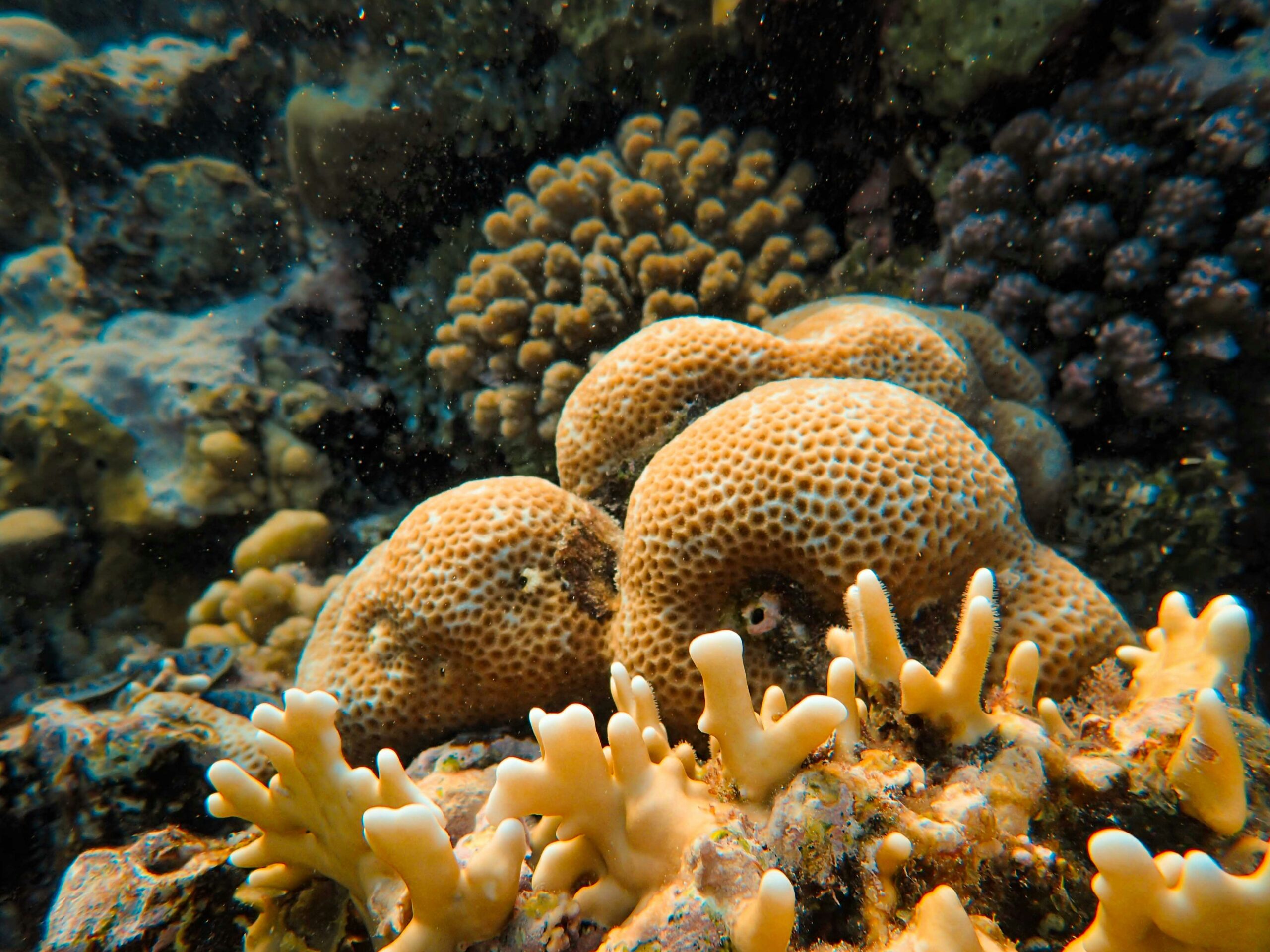 Earth enters a 'new reality' as coral decline tipping point reached - Oceanographic