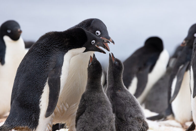 Antarctic krill industry