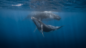 Humpbacks in Mo'orea