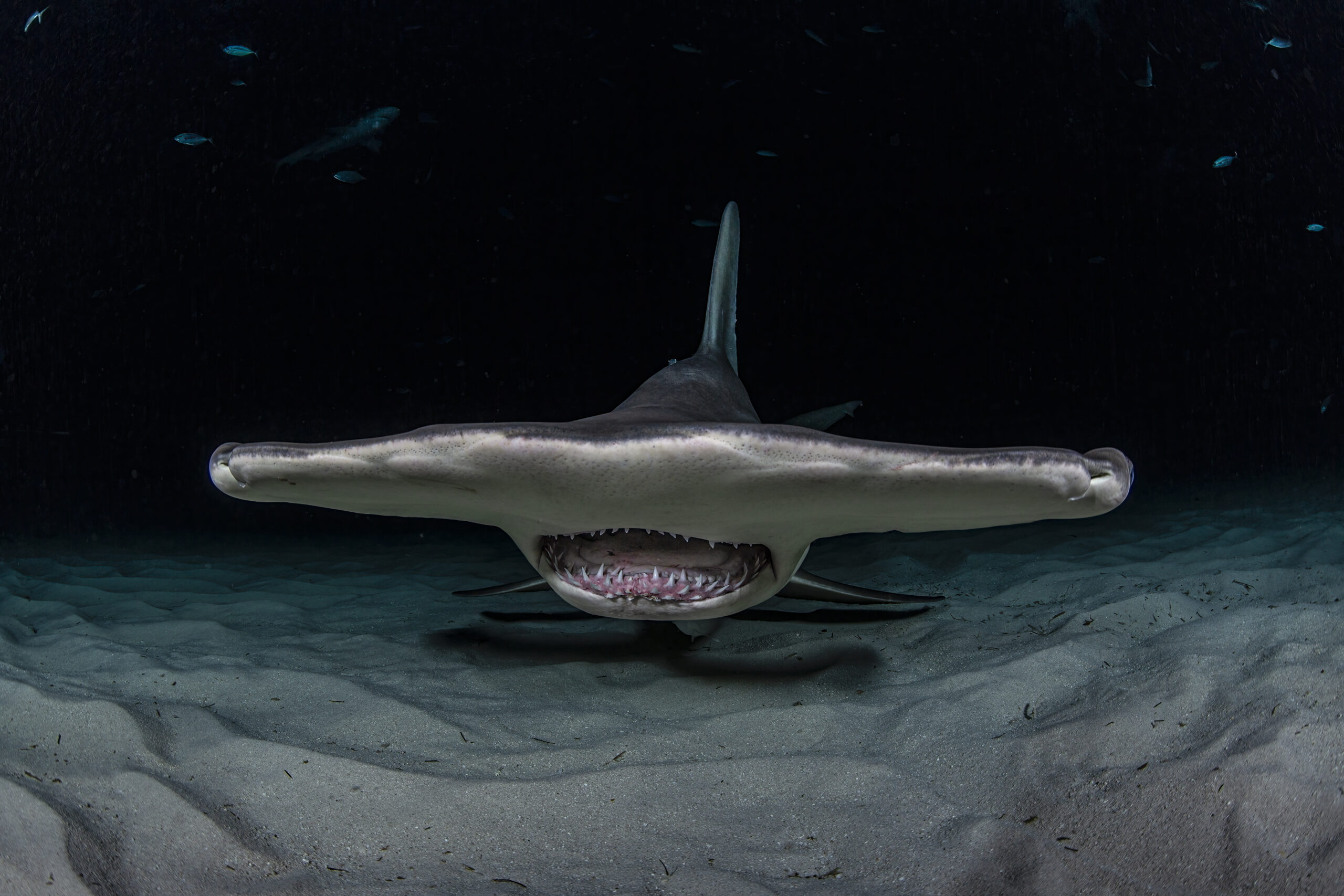 Vanishing variety: “Unusual” sharks face highest extinction risk – Oceanographic Magazine
