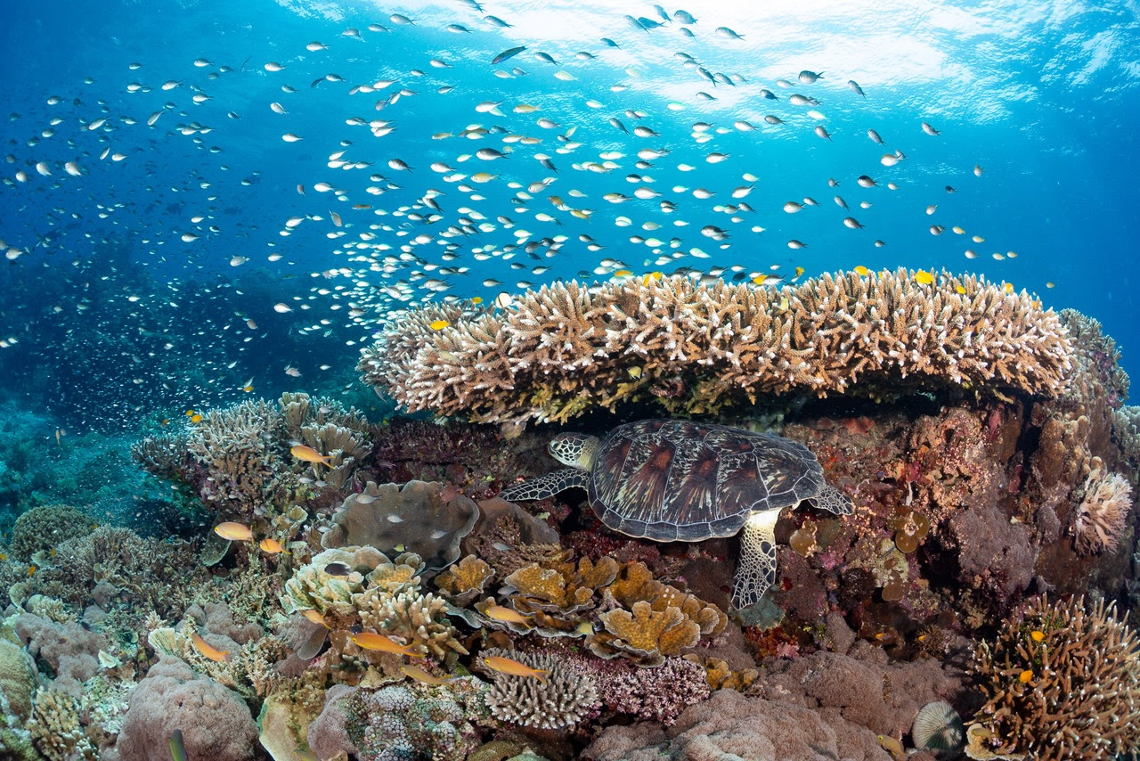 Vive la resilient: Don’t write off our corals just yet – Oceanographic Magazine