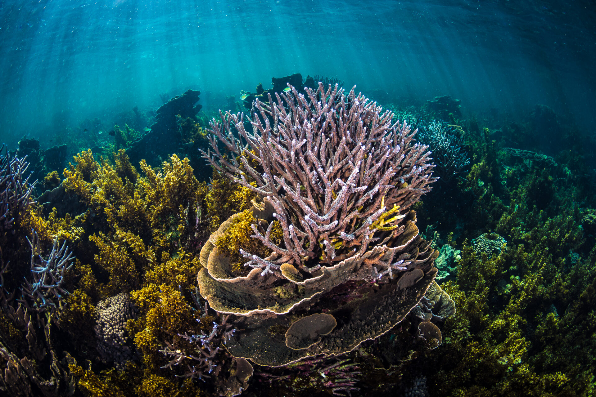 Australia’s marine havens on track for ‘extreme’ conditions by 2040 – Oceanographic Magazine