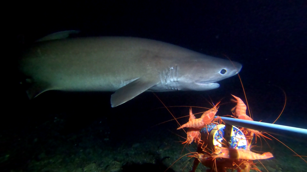 As seas rise, Comoros’ deep reefs offer signs of refuge