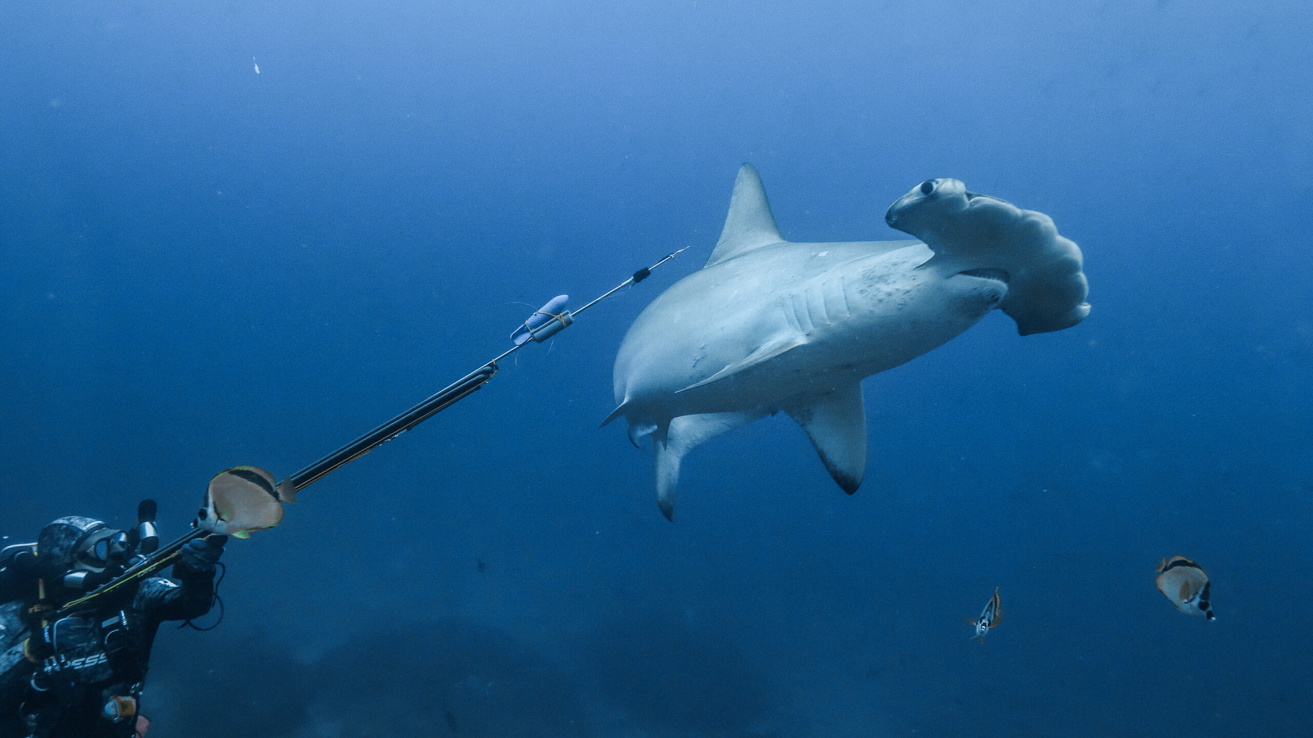 “Window into the past”: Oceanic MPAs host rare shark abundance