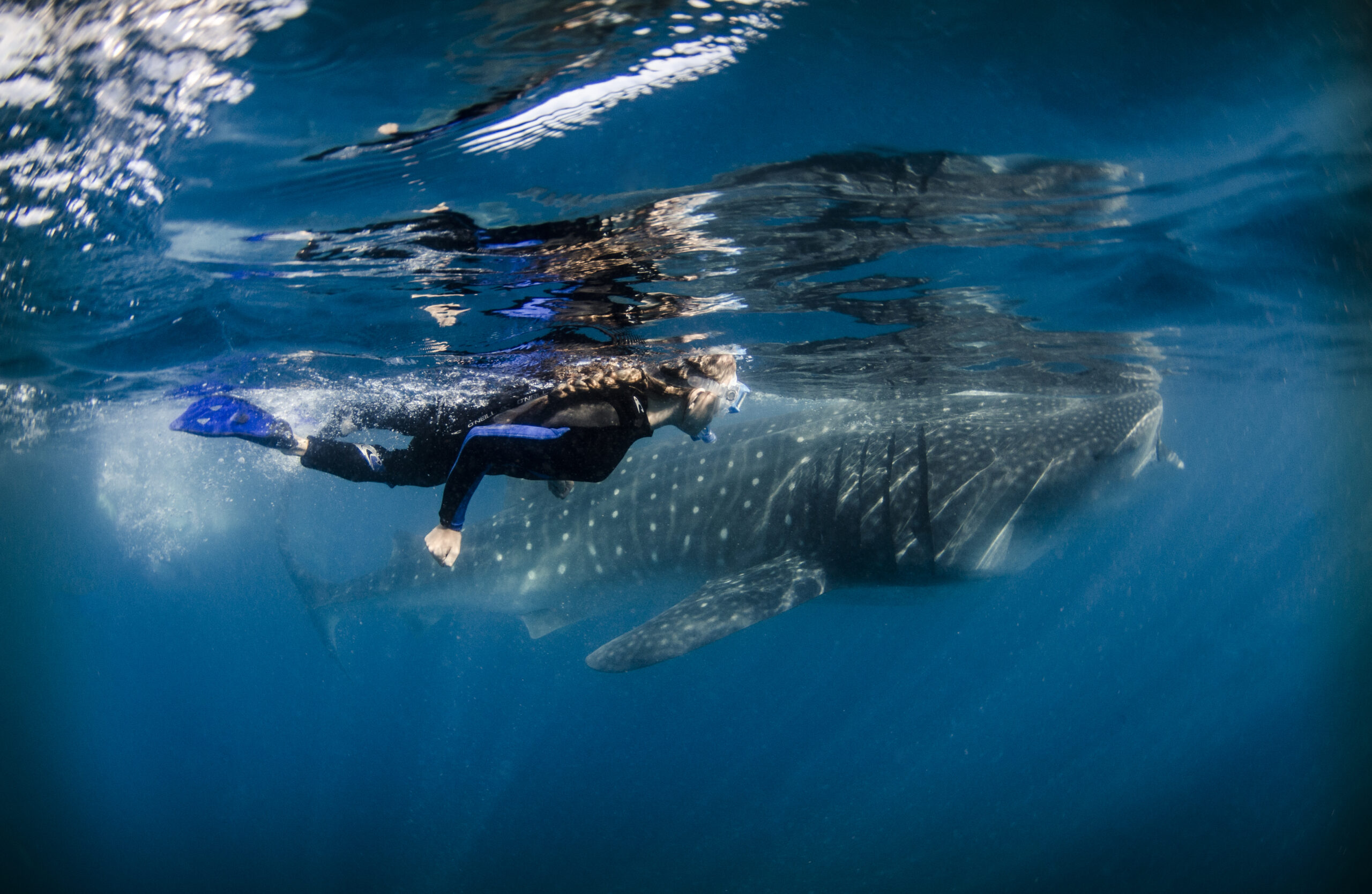 Tour boats are routinely violating whale shark protections in Mexico