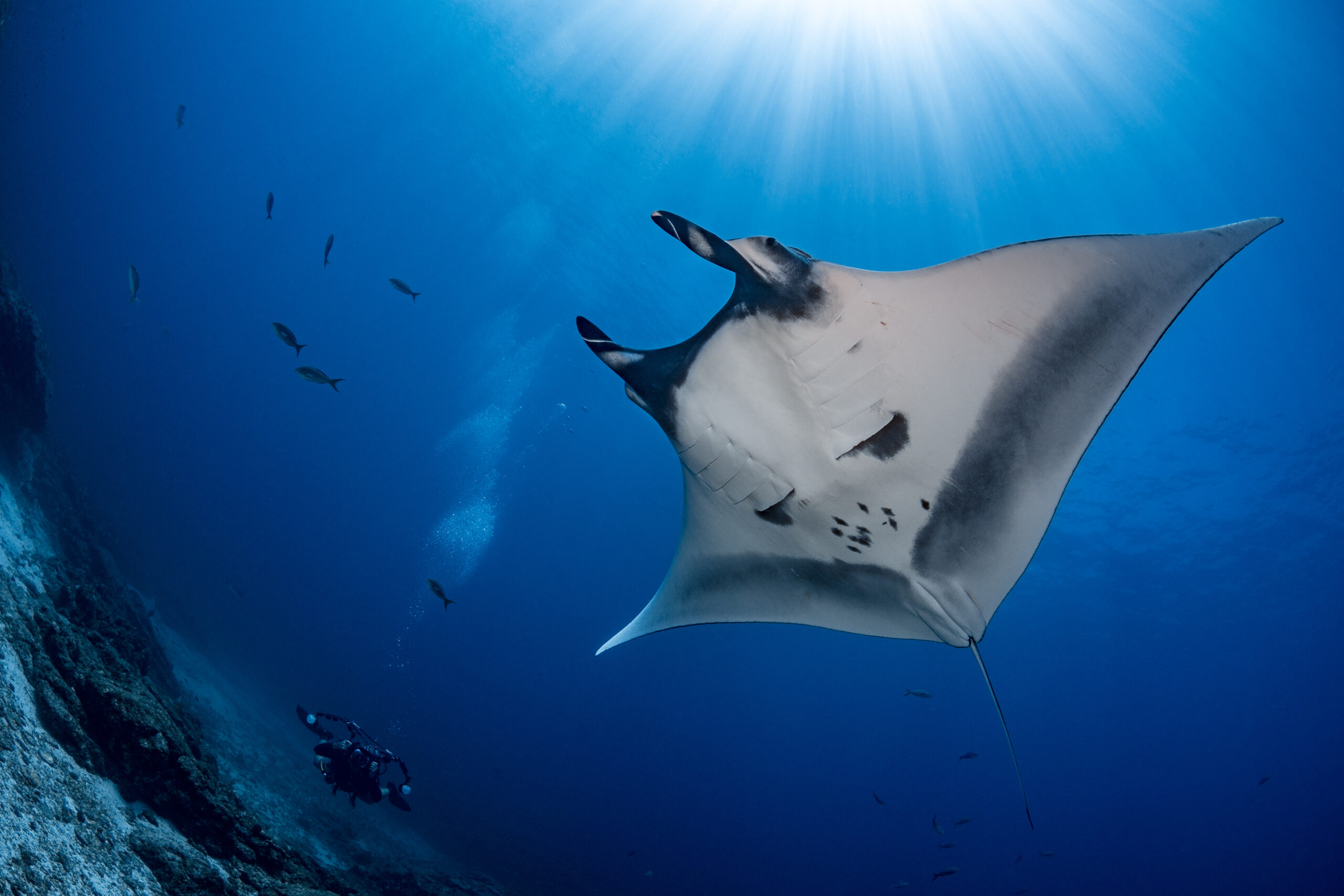 Young manta rays create “mobile ecosystems” in South Florida