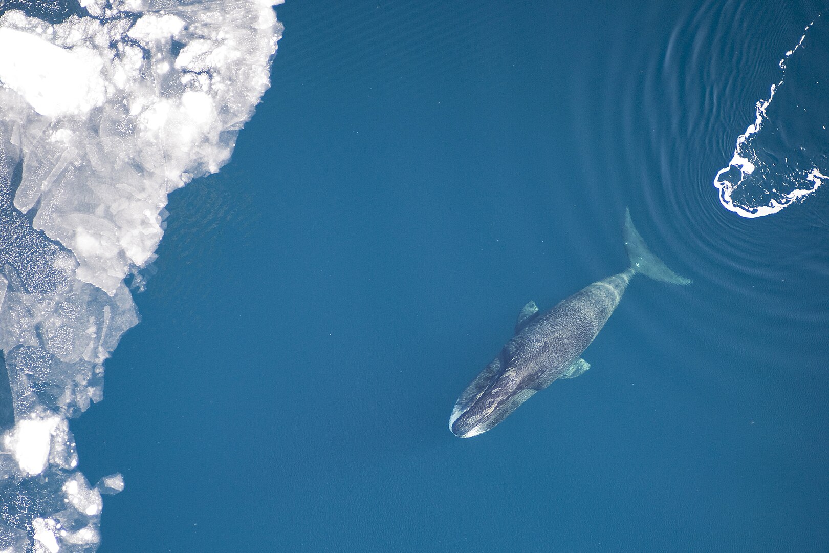 Scientists find Spitsbergen a key Bowhead whale breeding ground
