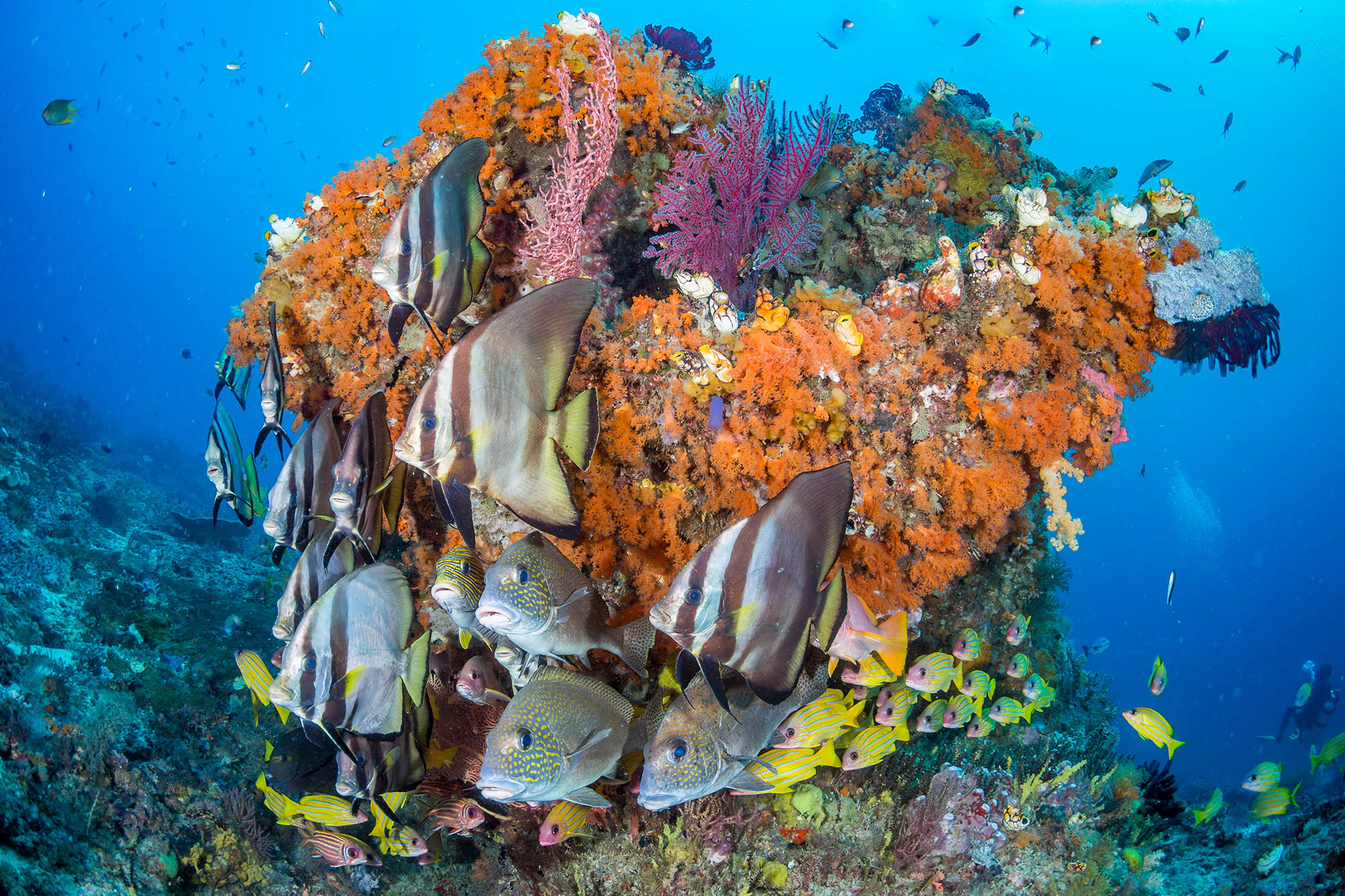 Healthy coral reefs could deliver millions sustainable fish meals