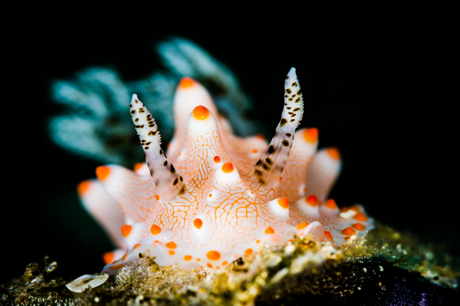 After decades in the making, High Seas Treaty becomes law