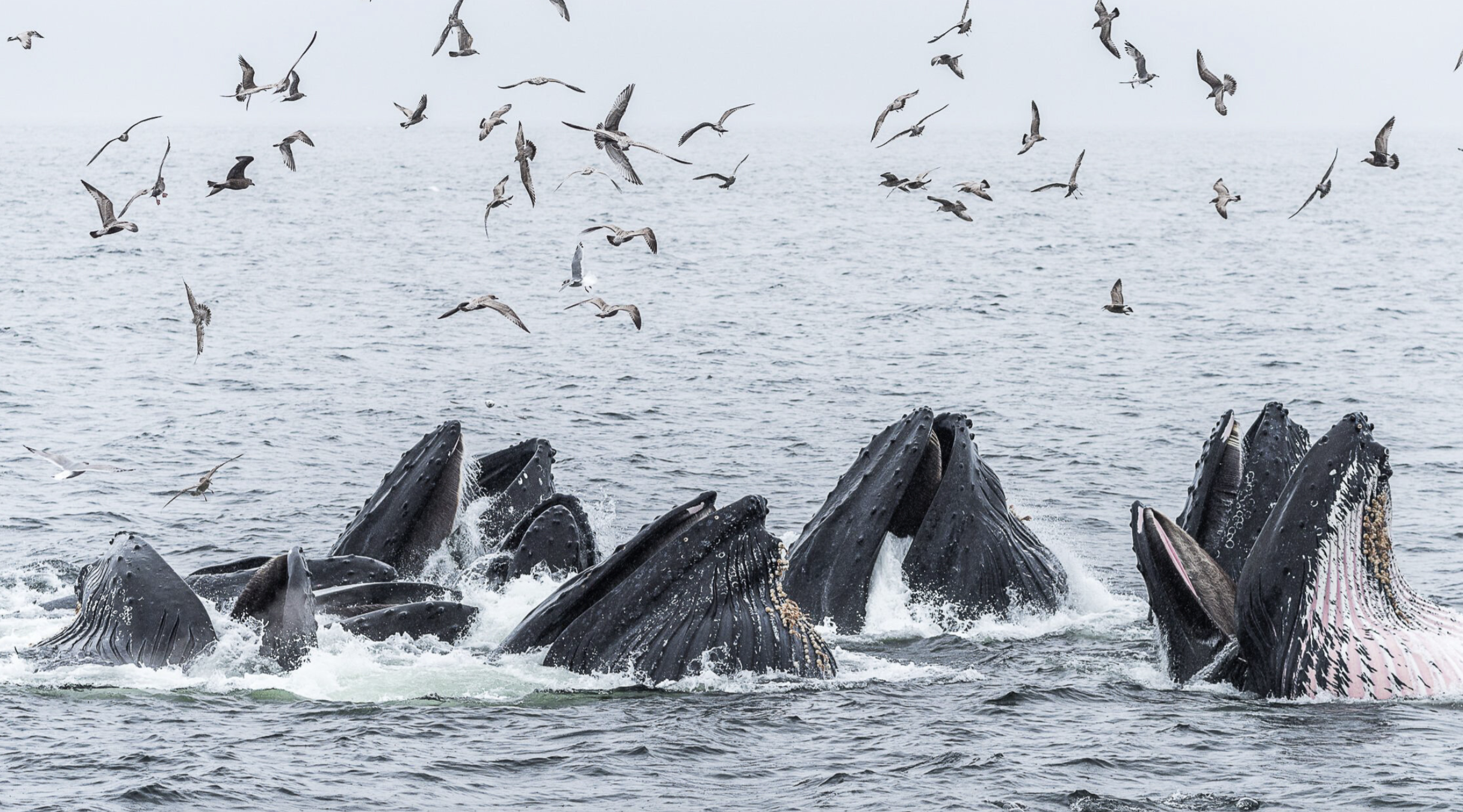 ‘Immigrant whales’ bring ancient feeding culture to recovering Canadian humpbacks