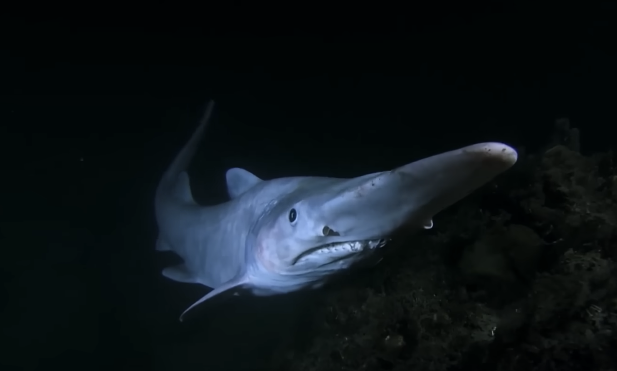 Rare deep-sea shark seen for first time in Canary Island waters