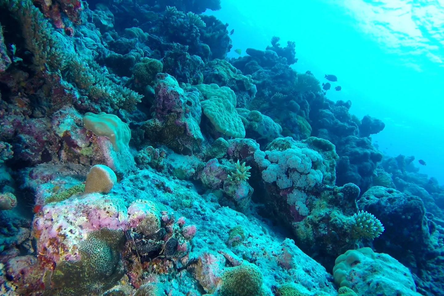 Are deep-sea corals at greater climate risk than first thought?