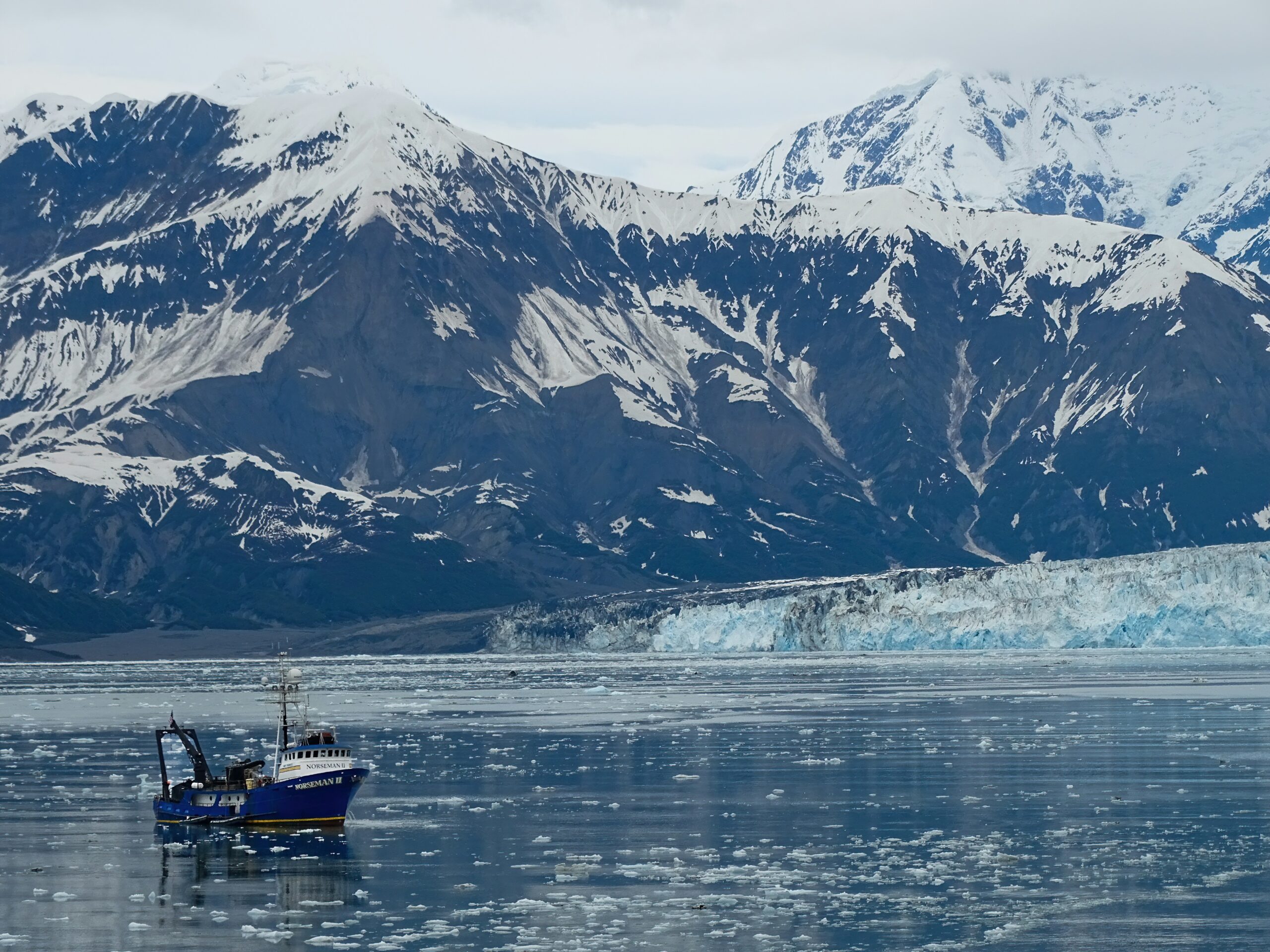 ‘A load of pollocks’: NGOs question pollock industry reports