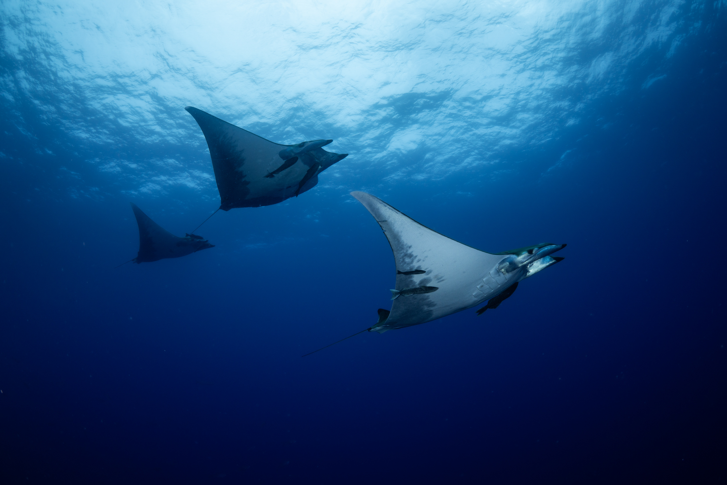 ‘Every encounter memorable’: documentary celebrates manta rays