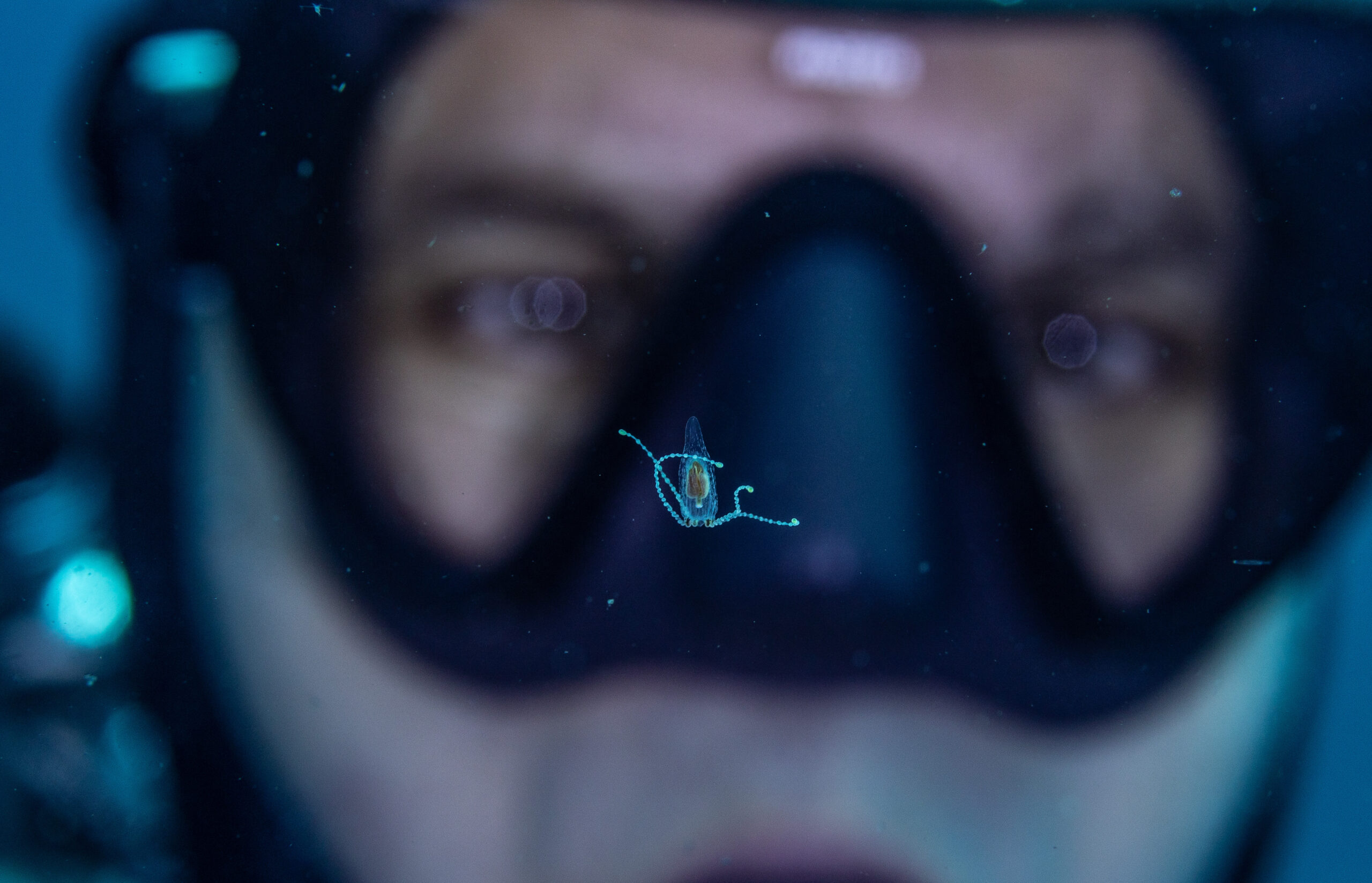 Pristine Seas expedition sheds light on Colombia’s comb jellyfish