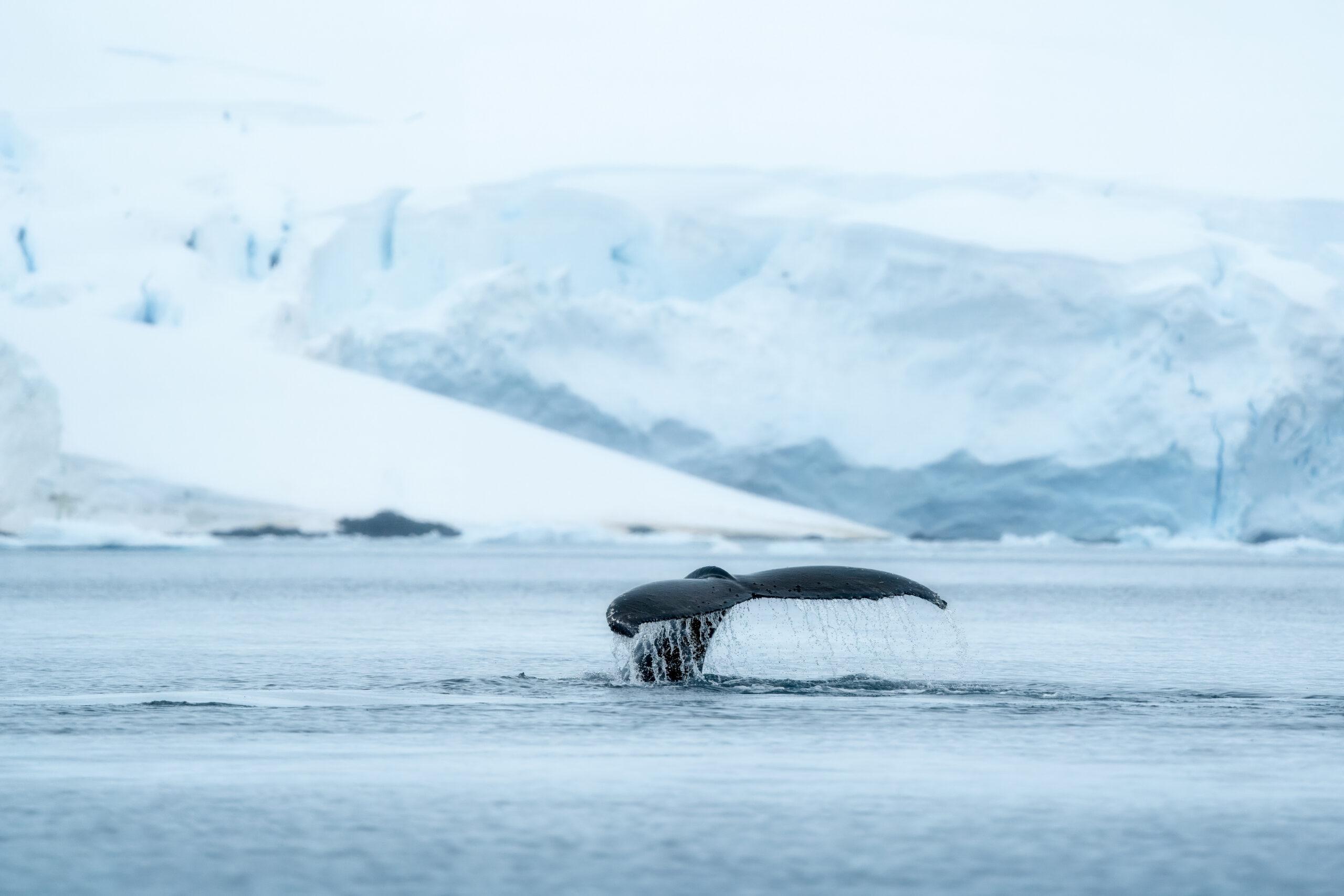 Humpbacks’ high-frequency sensitivity reveals new noise pollution impacts