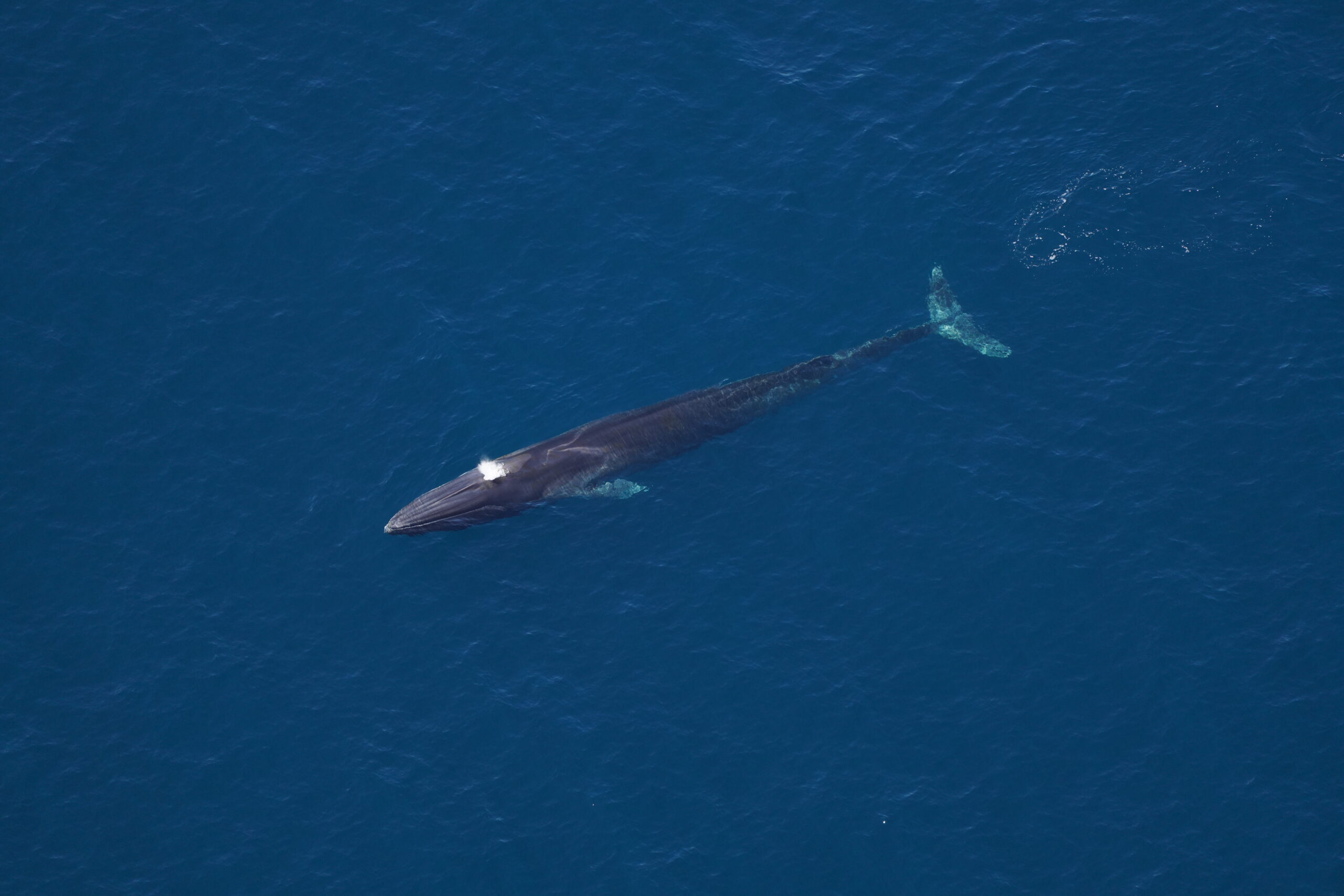 Trump opens vast Atlantic marine monument for commercial fishing