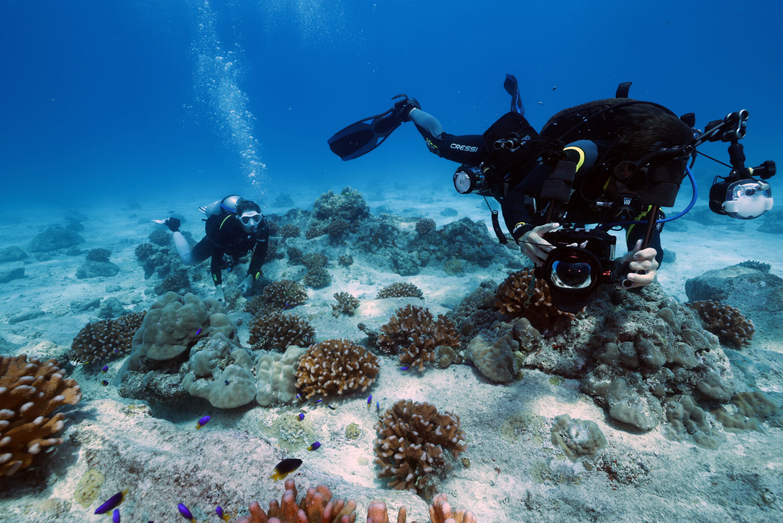 First coral spawning recorded at Seychelles breeding laboratory