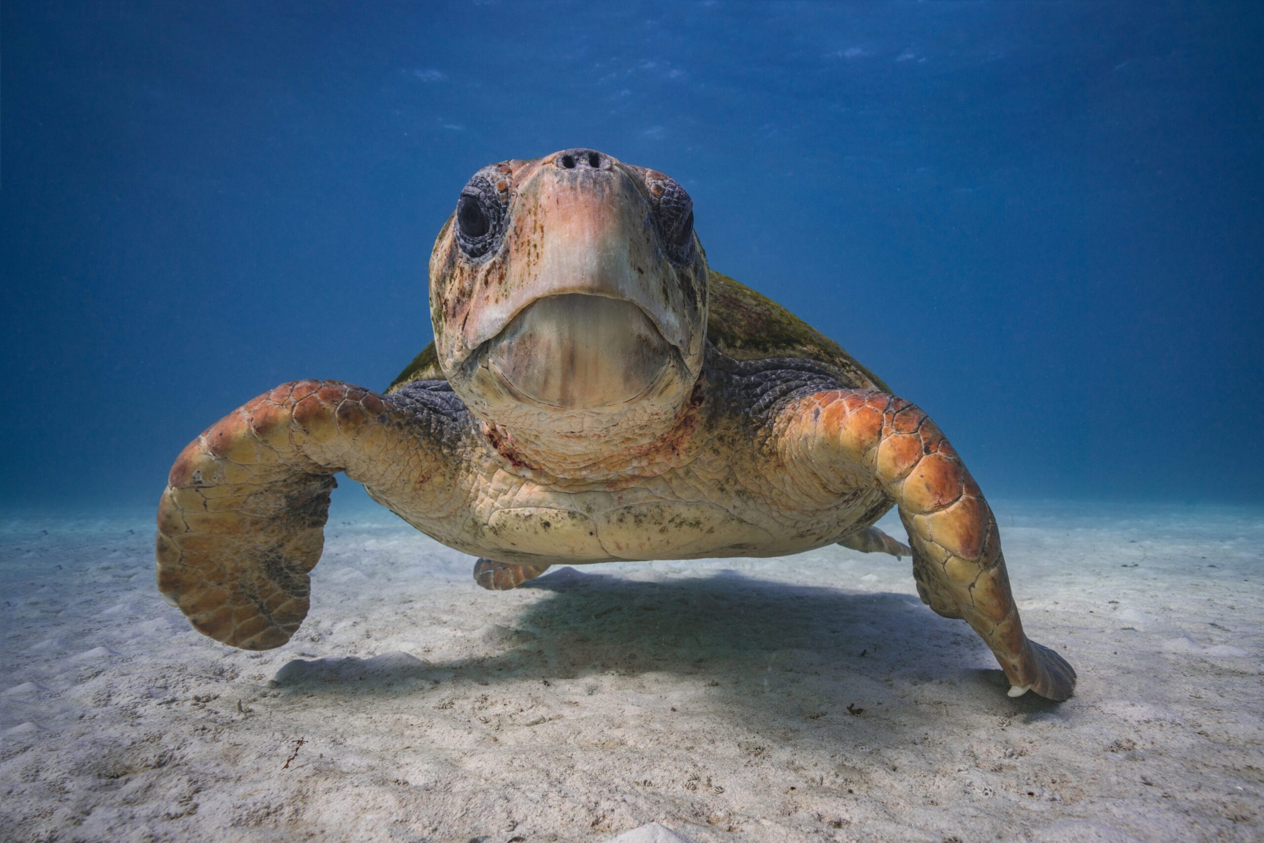 Turtles breeding earlier, but half as often, due to climate change