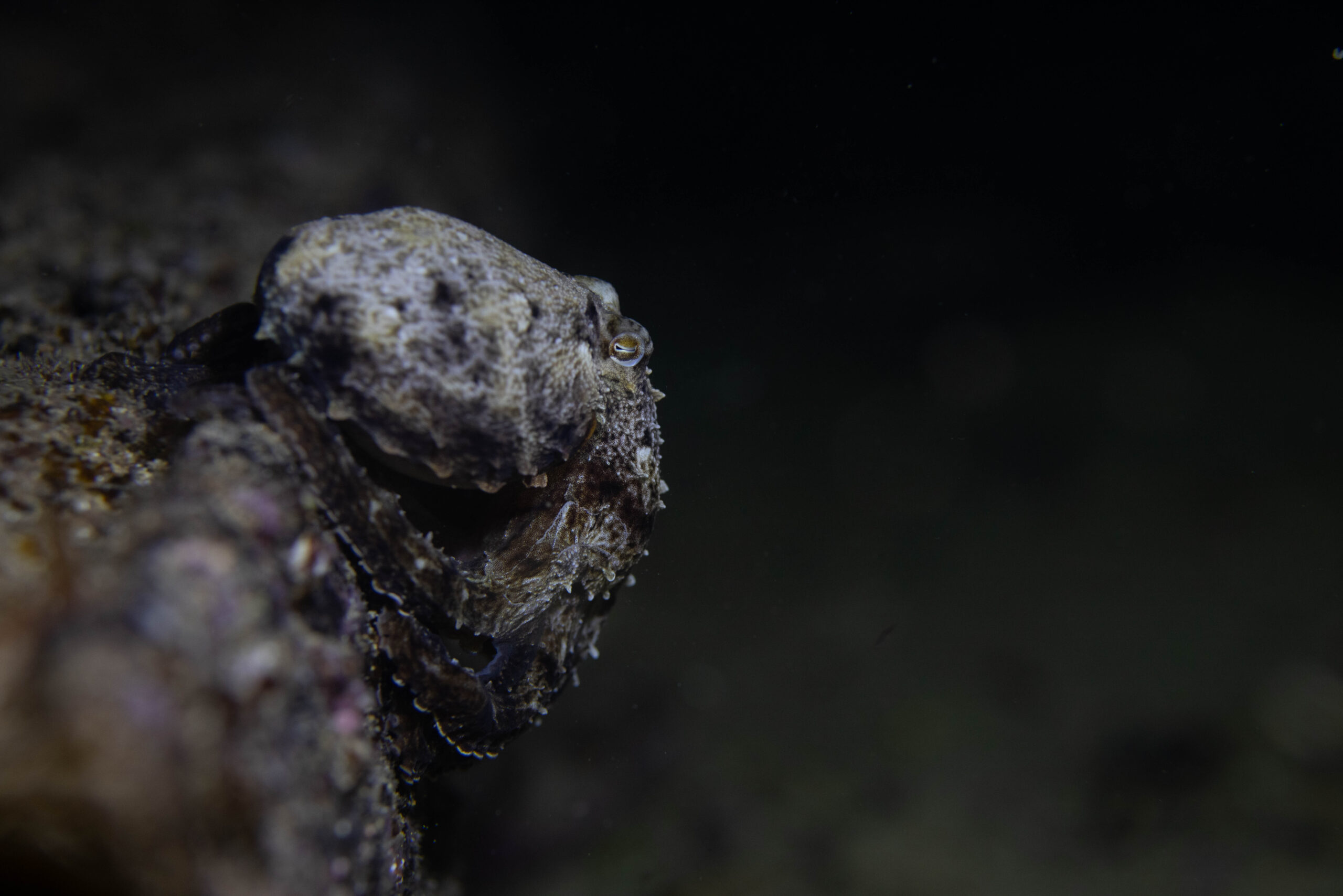 Freshwater surge threatens Southern Indian Ocean ‘conveyor belt’