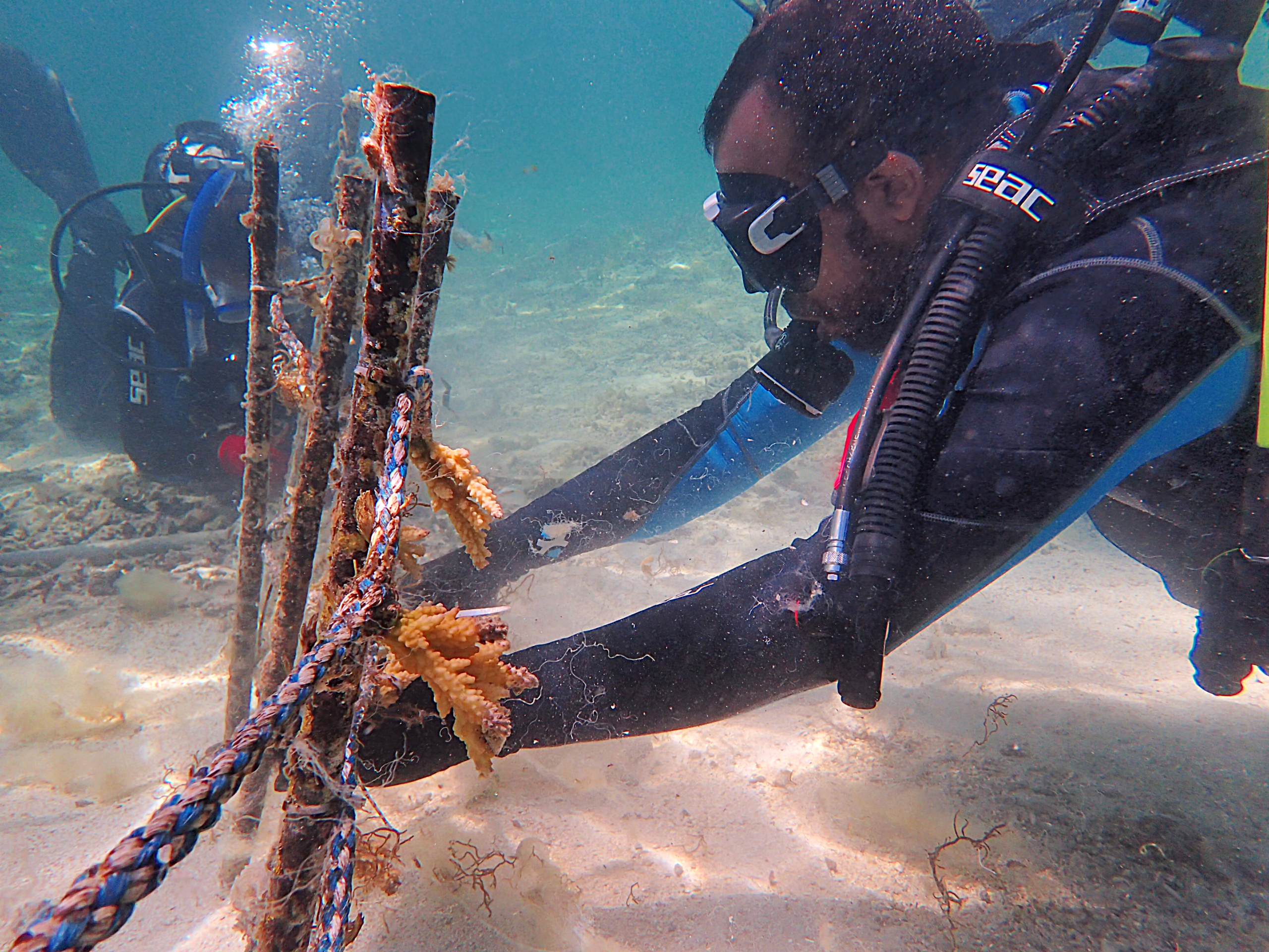 Coral keepers: The communities keeping Mauritius’ reefs alive