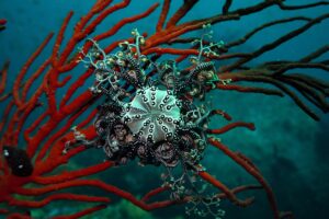 kelp in south africa