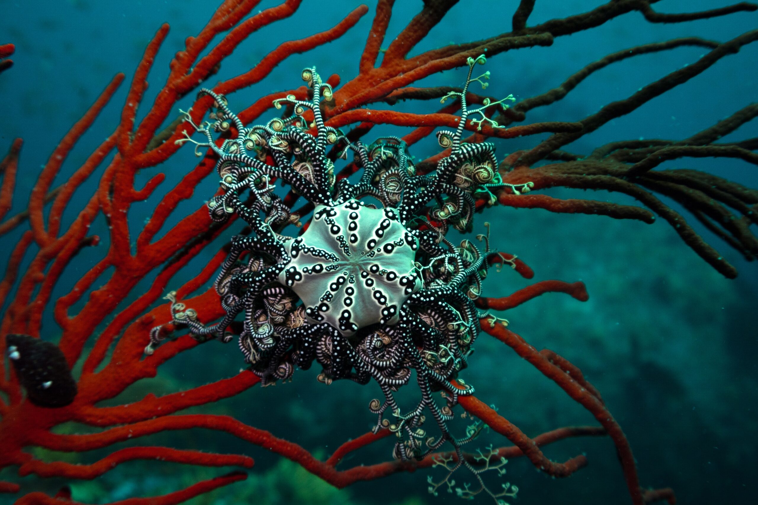 In the kelp’s embrace: Diving South Africa’s living cathedral