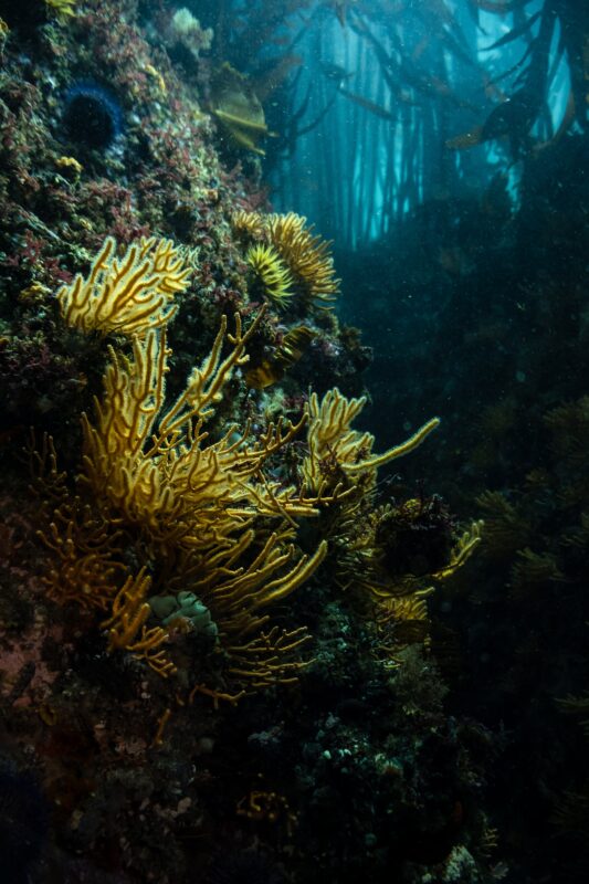 kelp in south africa