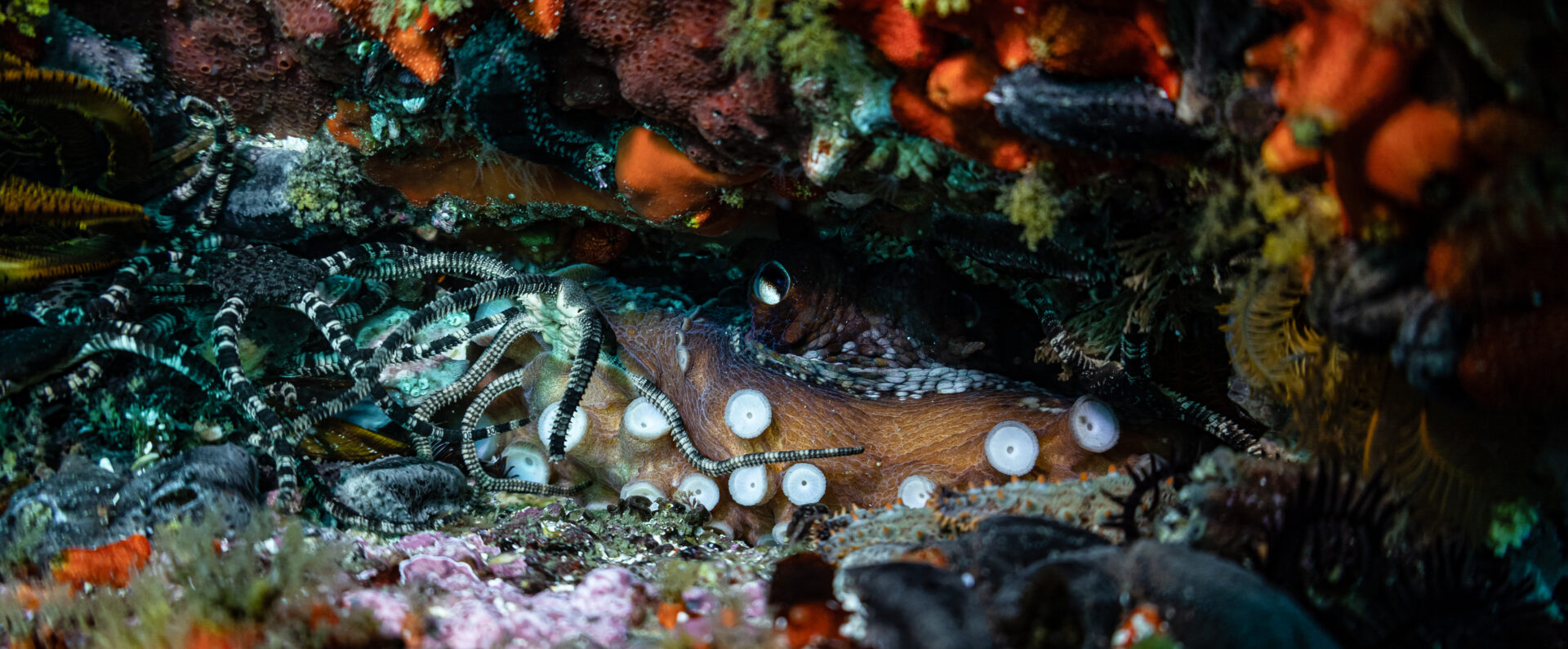 kelp in south africa