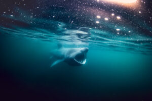 a deep connection with a basking shark